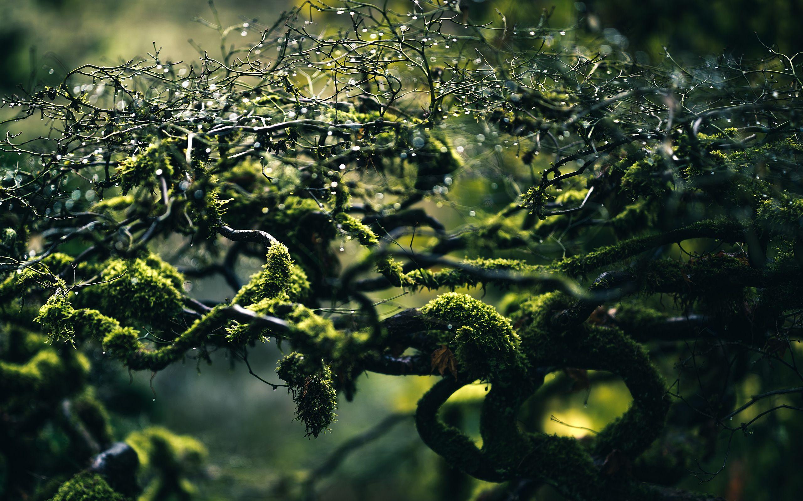 2560x1600 Daily Wallpaper: Morning Dew [Exclusive]. I Like To Waste My Time