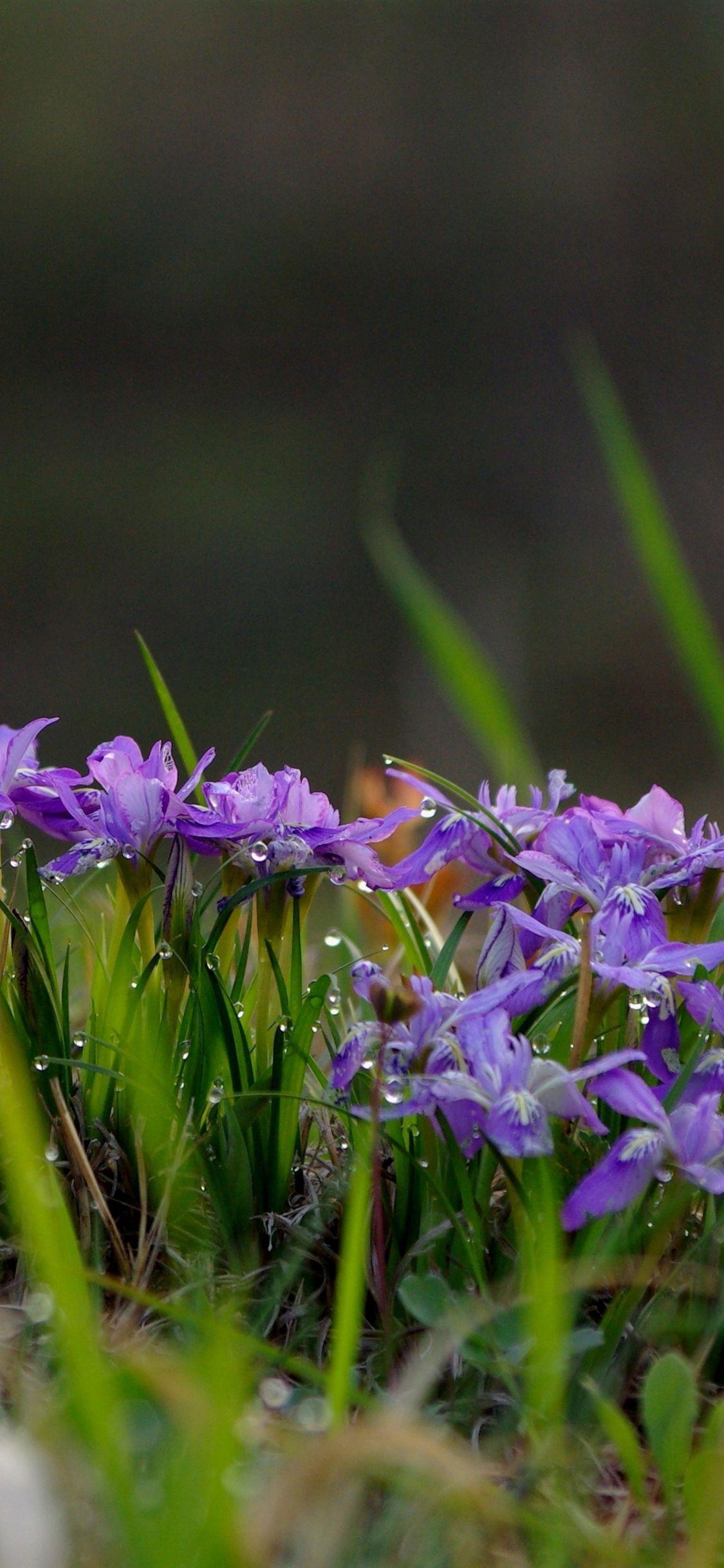 1125x2436 Download 1125x2436 wallpaper nature, morning dew, flowers, plants, iphone x 1125x2436 HD image, background, 4415