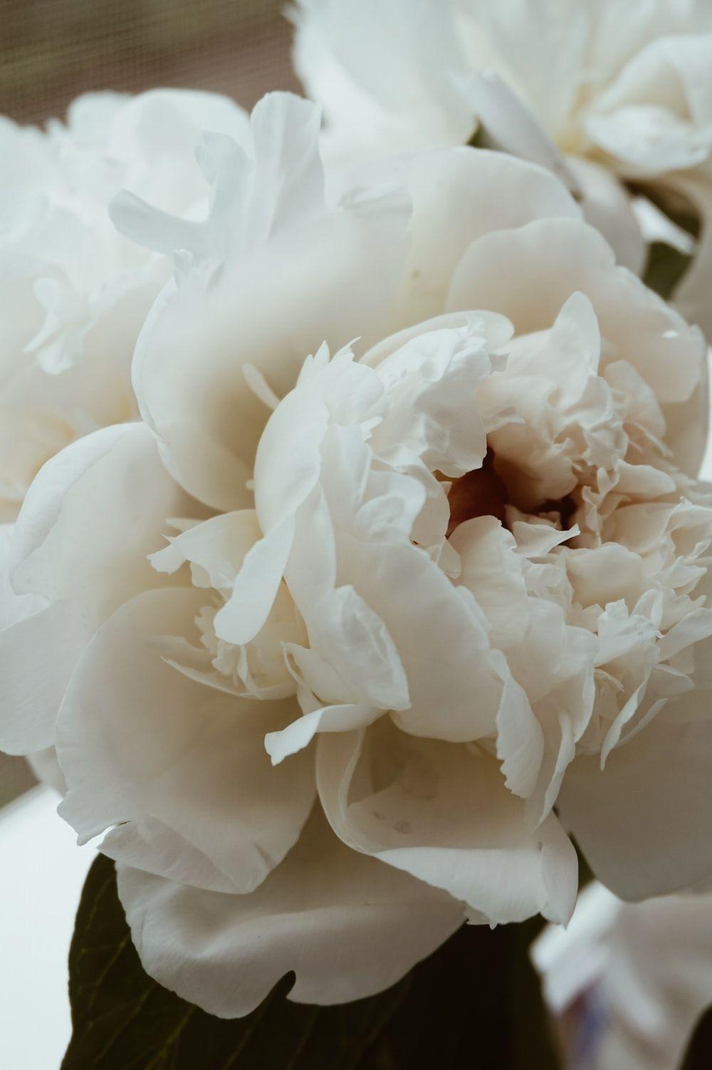 1000x1502 Peony Picture [HD]. Download Free Image