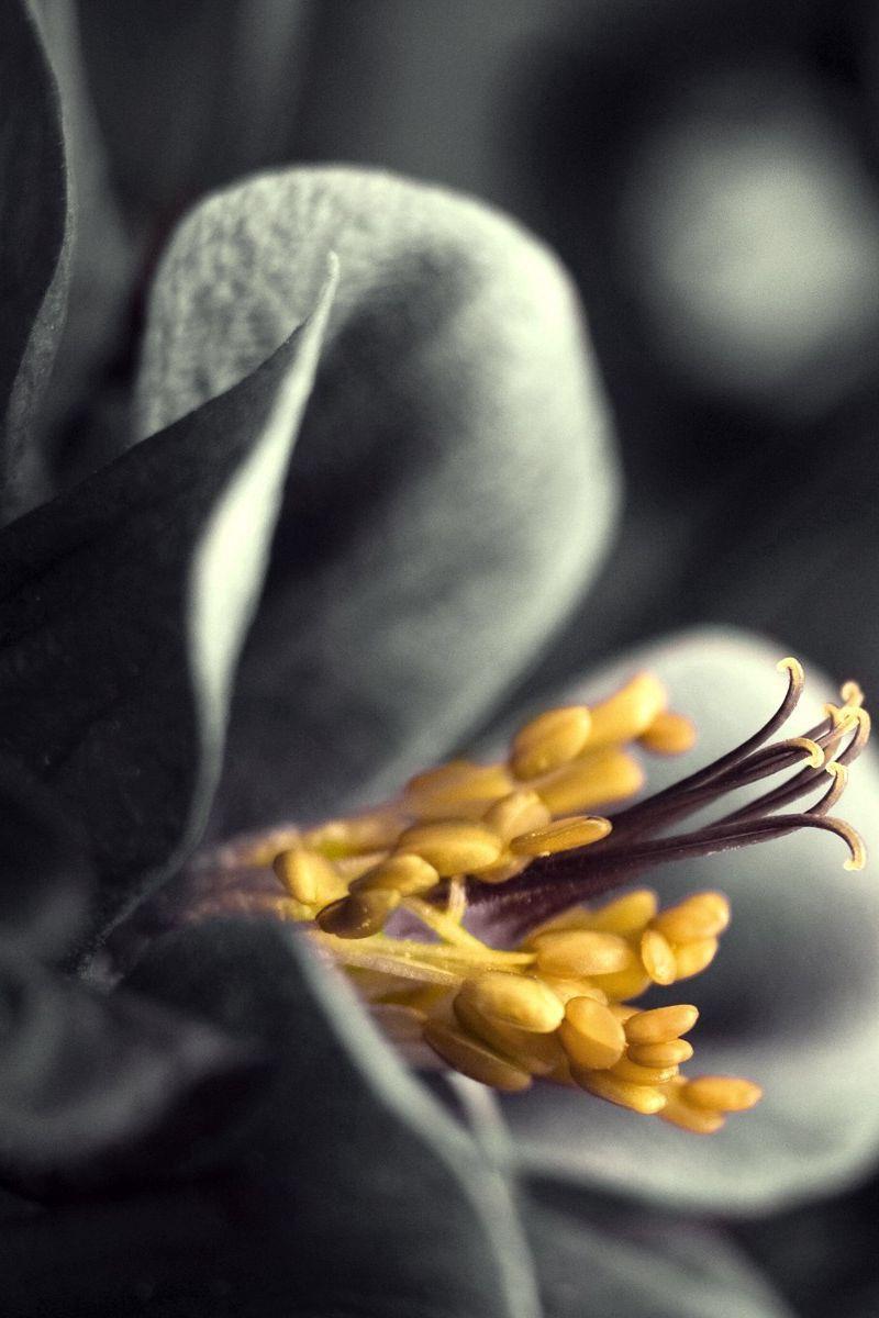 800x1200 Download Wallpaper 800x1200 Flower, Black White, Gray, Yellow Iphone 4s 4 For Parallax HD Background