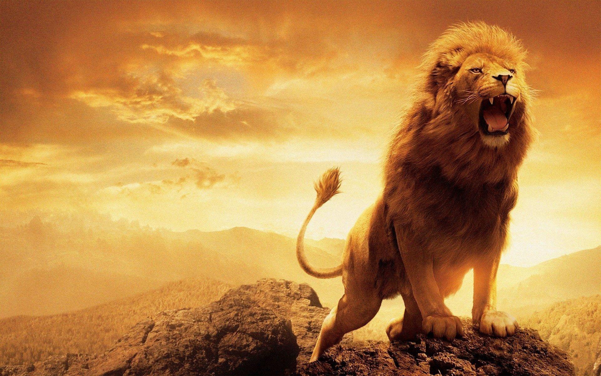 1920x1200 4k Ultra HD Angry Lion 4k Wallpaper
