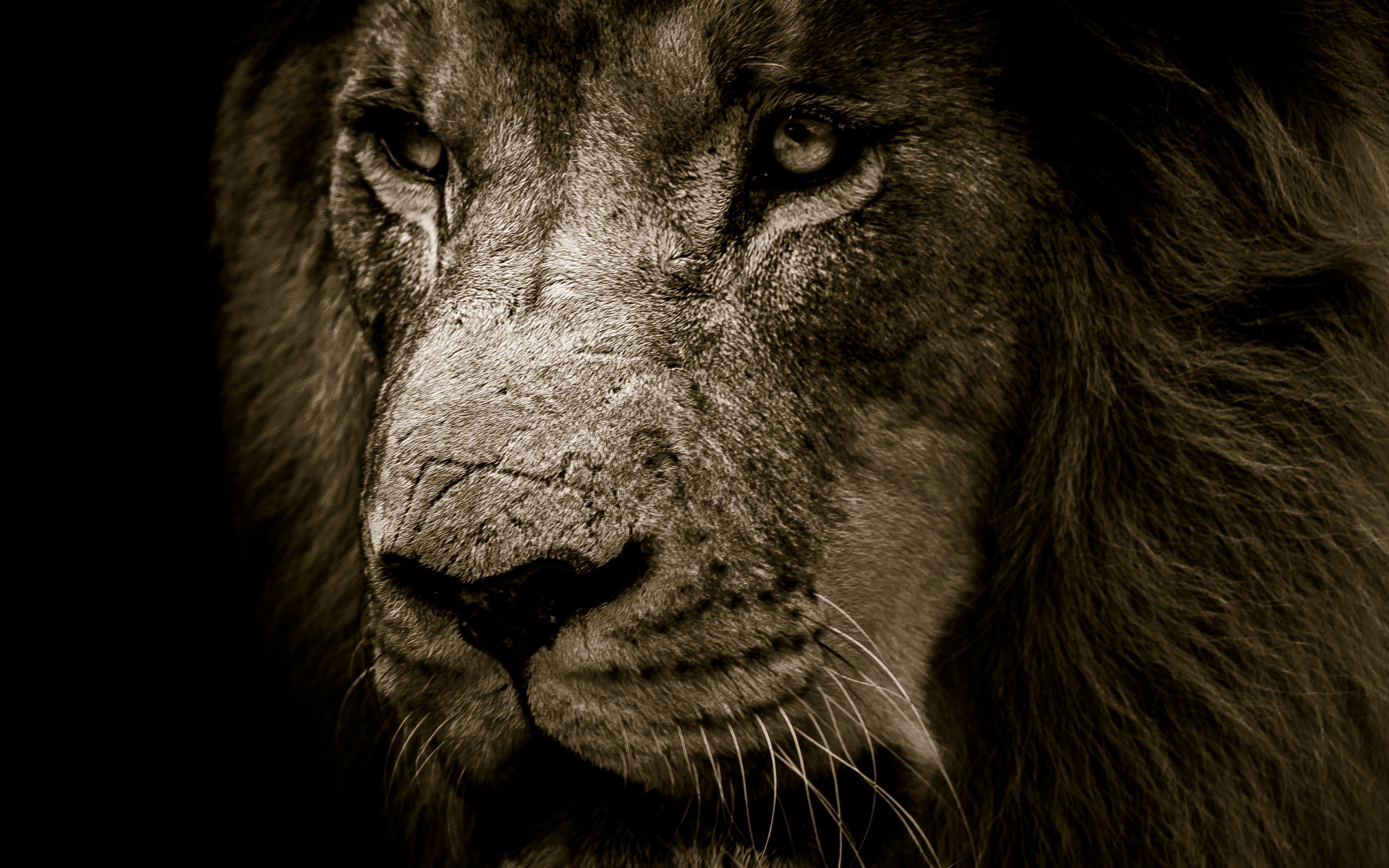 3840x2400 Lion, Fur, Muzzle, Predator, Wallpaper Ultra Lion Wallpaper 4k