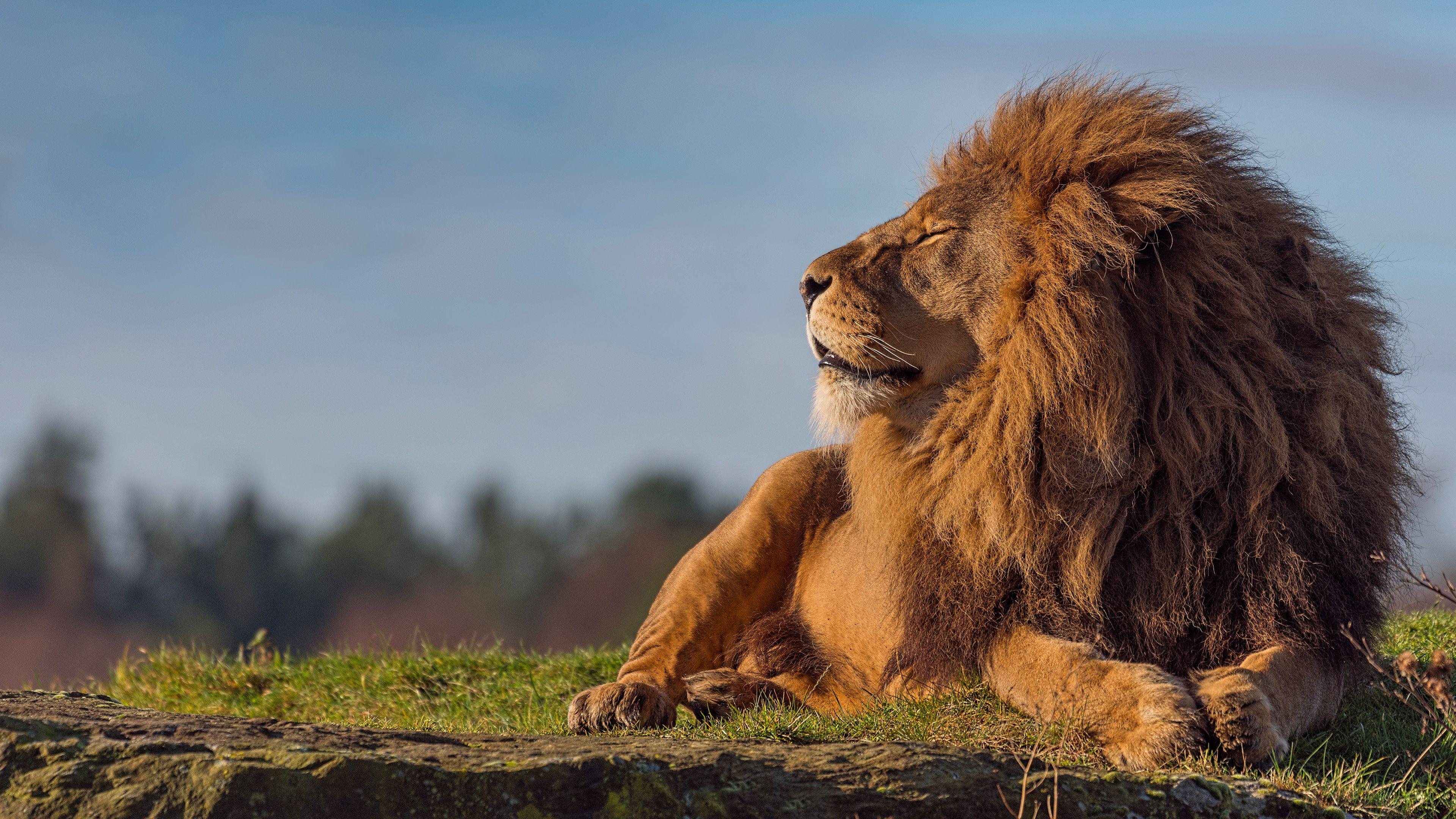 3840x2160 4k Wallpaper Lion