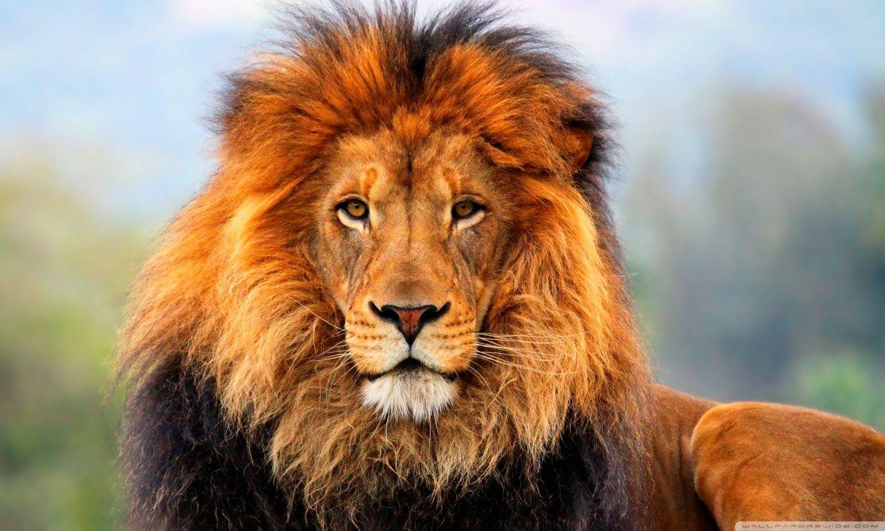 1280x768 Lion Desktop Wallpaper