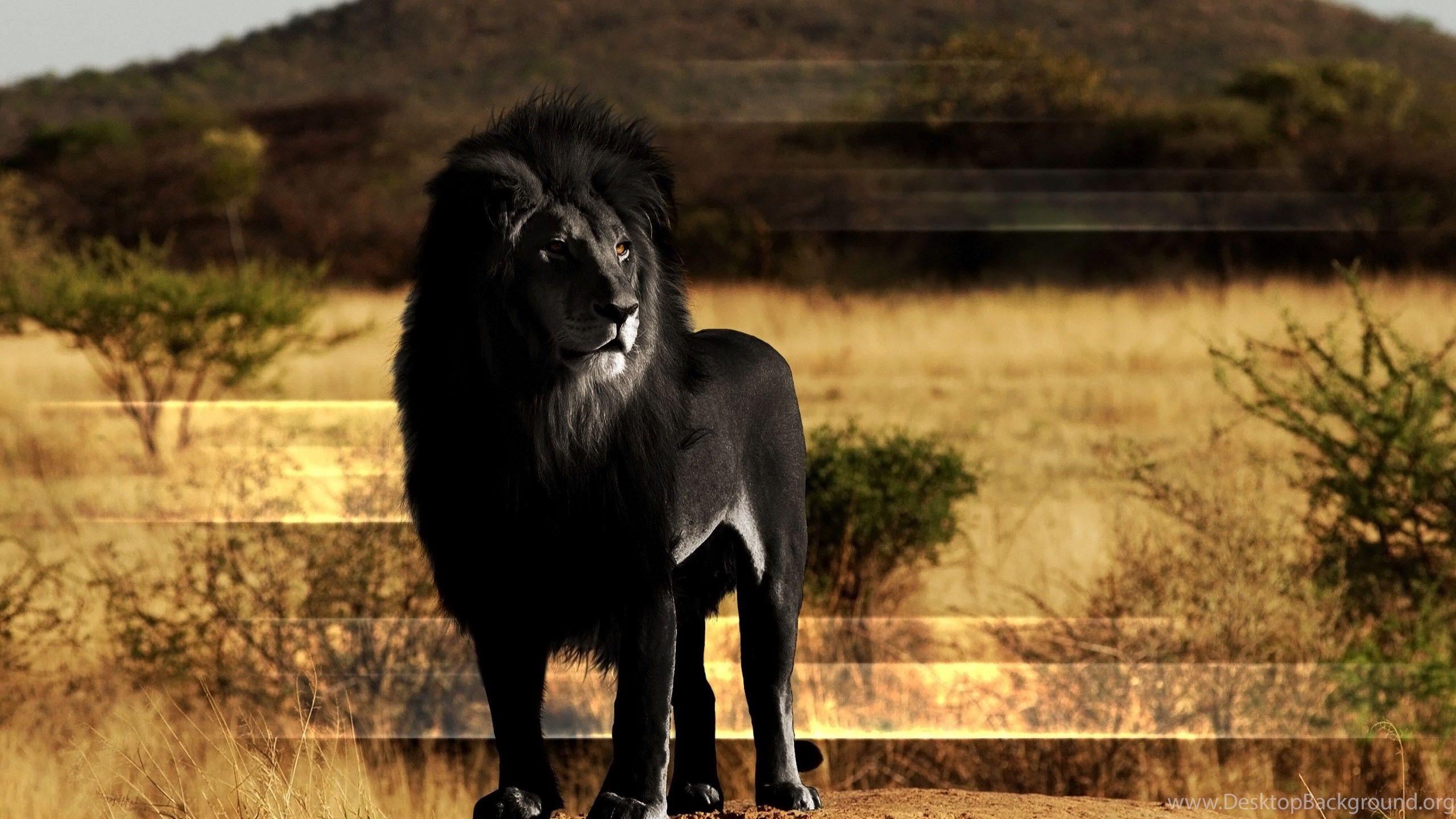 2560x1440 4K Ultra HD Lion Wallpaper HD, Desktop Background 3840x2160 Desktop Background
