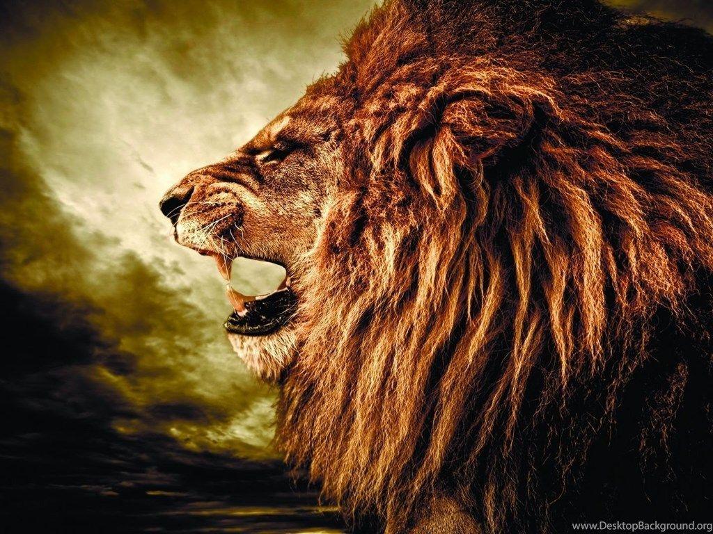 Lion Roaring 4K Ultra HD Wallpapers - Top Free Lion Roaring 4K Ultra HD  Backgrounds - WallpaperAccess