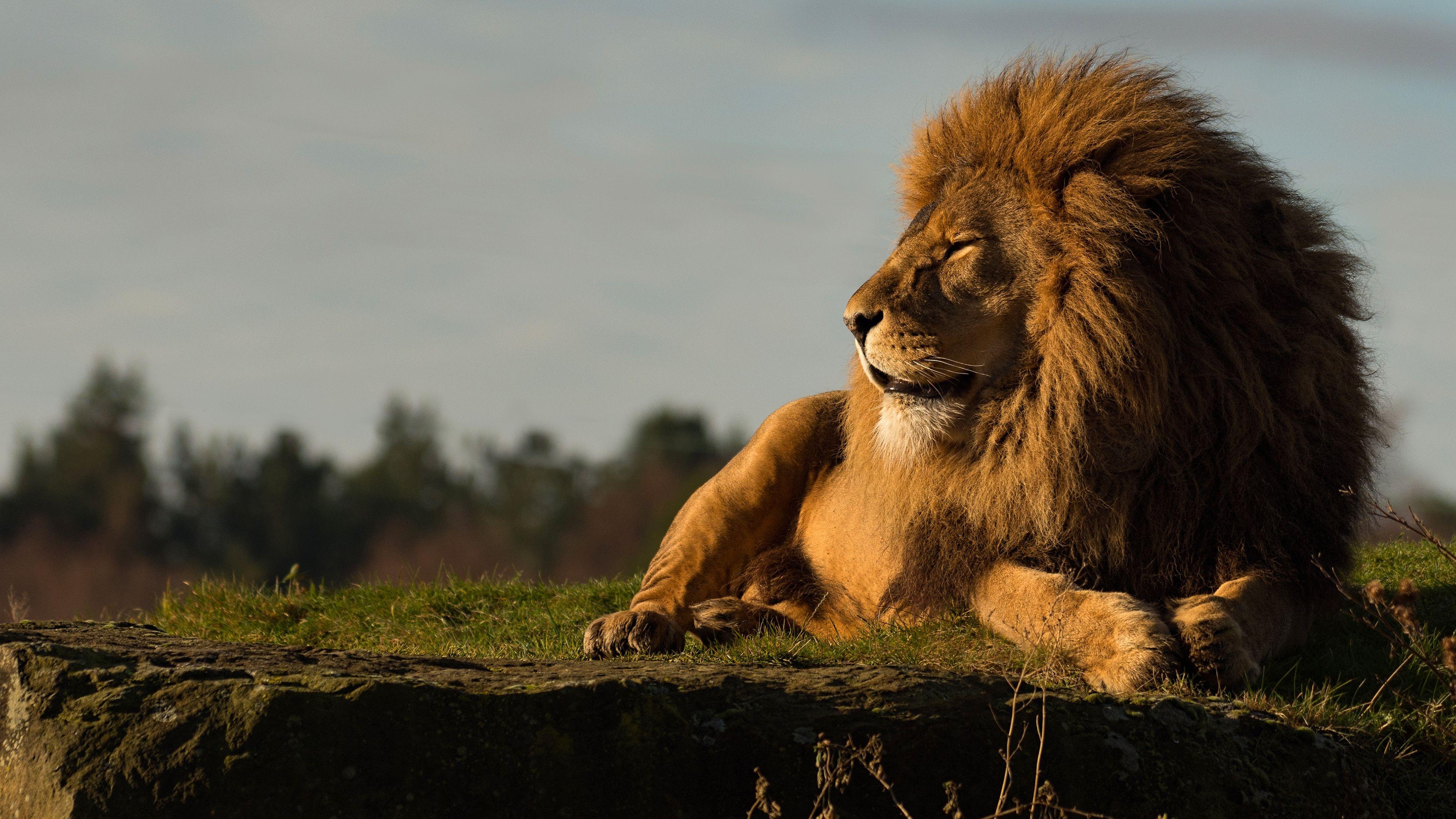 3840x2160 Lion 4k Ultra HD Wallpaper 4k Wallpaper & Background Download