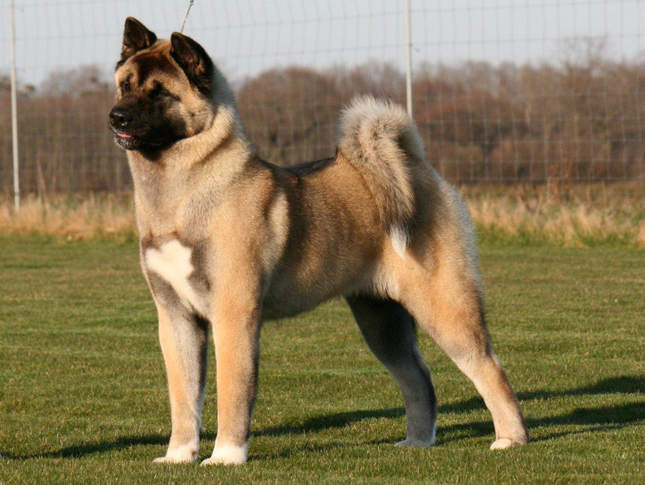1280x963 Fawn American Akita dog photo and wallpaper. Beautiful Fawn American Akita dog