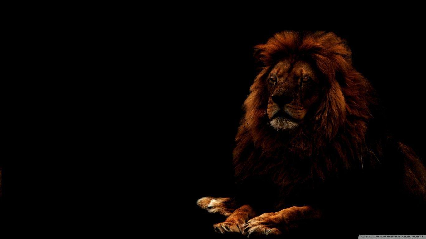 1366x768 Black Lion Wallpaper