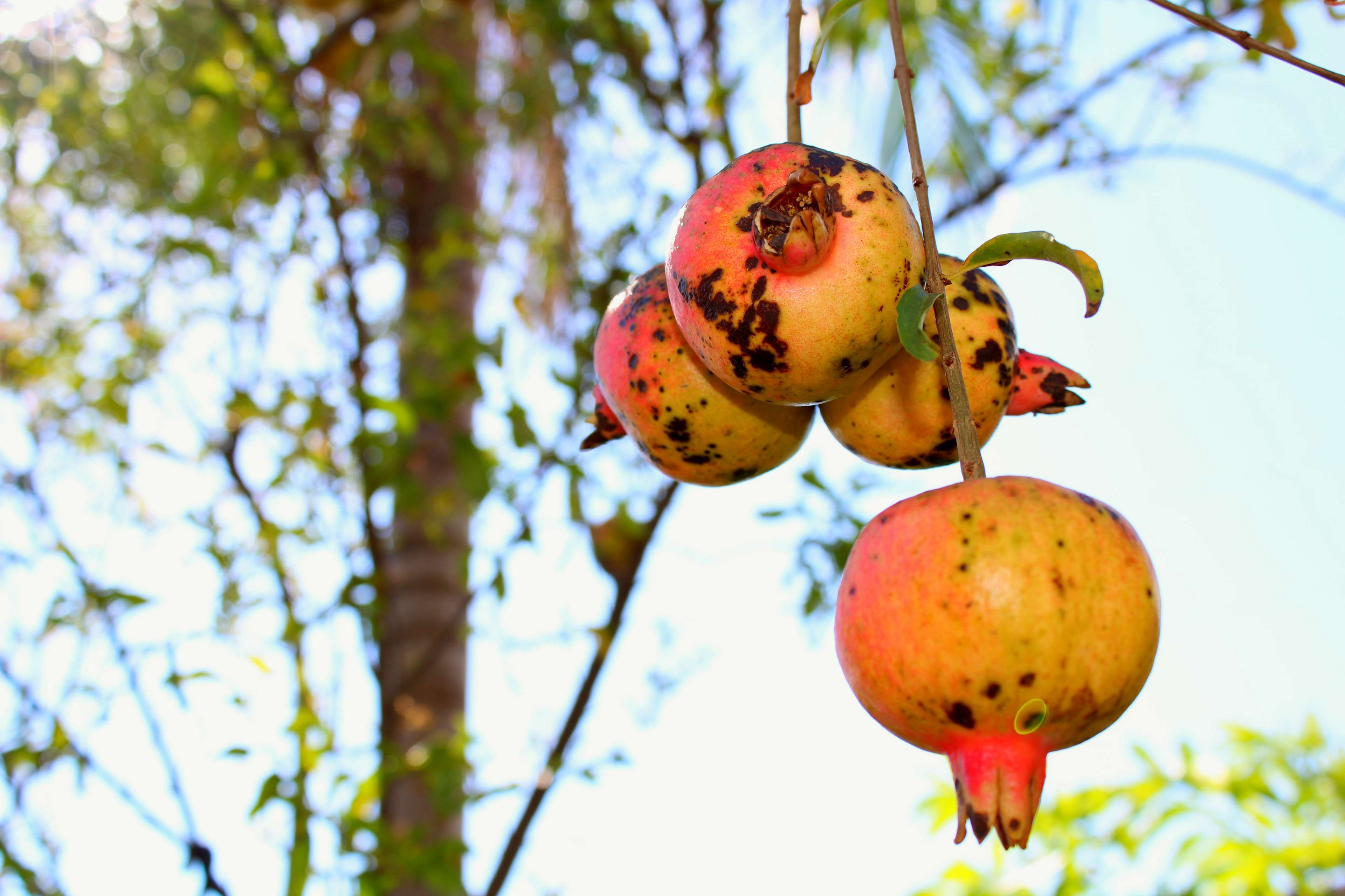 3840x2560 tropical fruit HD wallpaper, Background