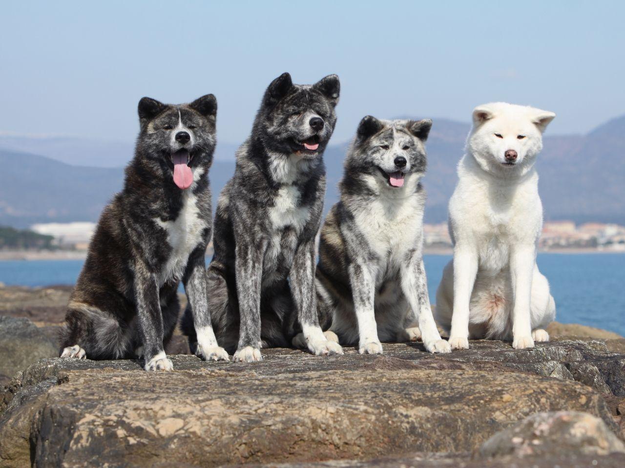 1280x960 Four Akita Inu dogs photo and wallpaper. Beautiful Four Akita Inu dogs picture