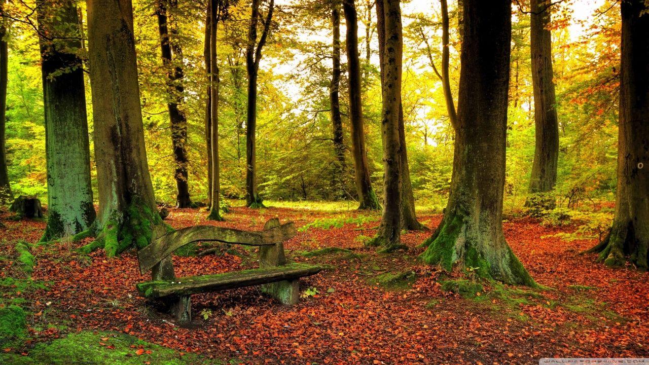 1280x720 Beautiful Forest, Autumn Ultra HD Desktop Background Wallpaper for 4K UHD TV : Multi Display, Dual Monitor : Tablet