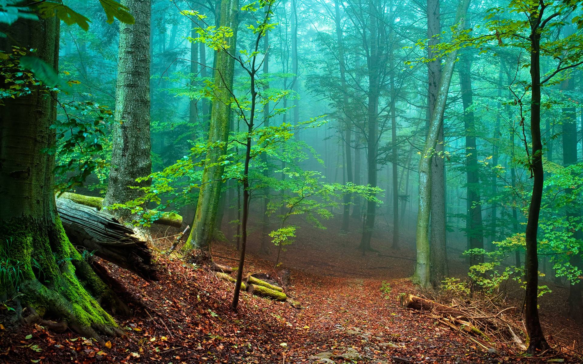 1920x1200 Beautiful Forest Wallpaper