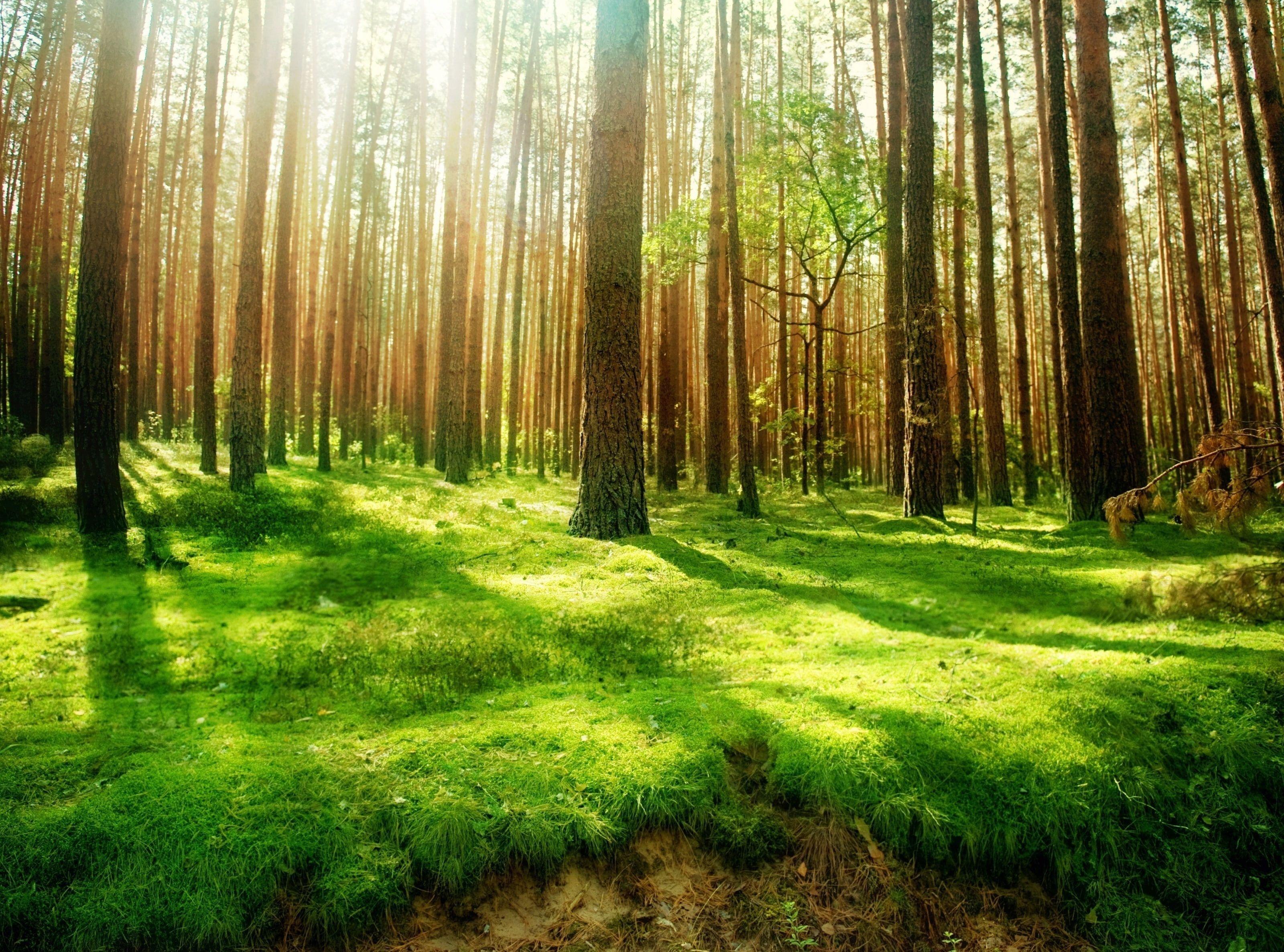 3200x2373 Beautiful Forest Scenery, green trees #Nature #Forests #forest #beautiful #nature #trees #grass #green #sunshin. Forest scenery, Scenery wallpaper, Nature desktop
