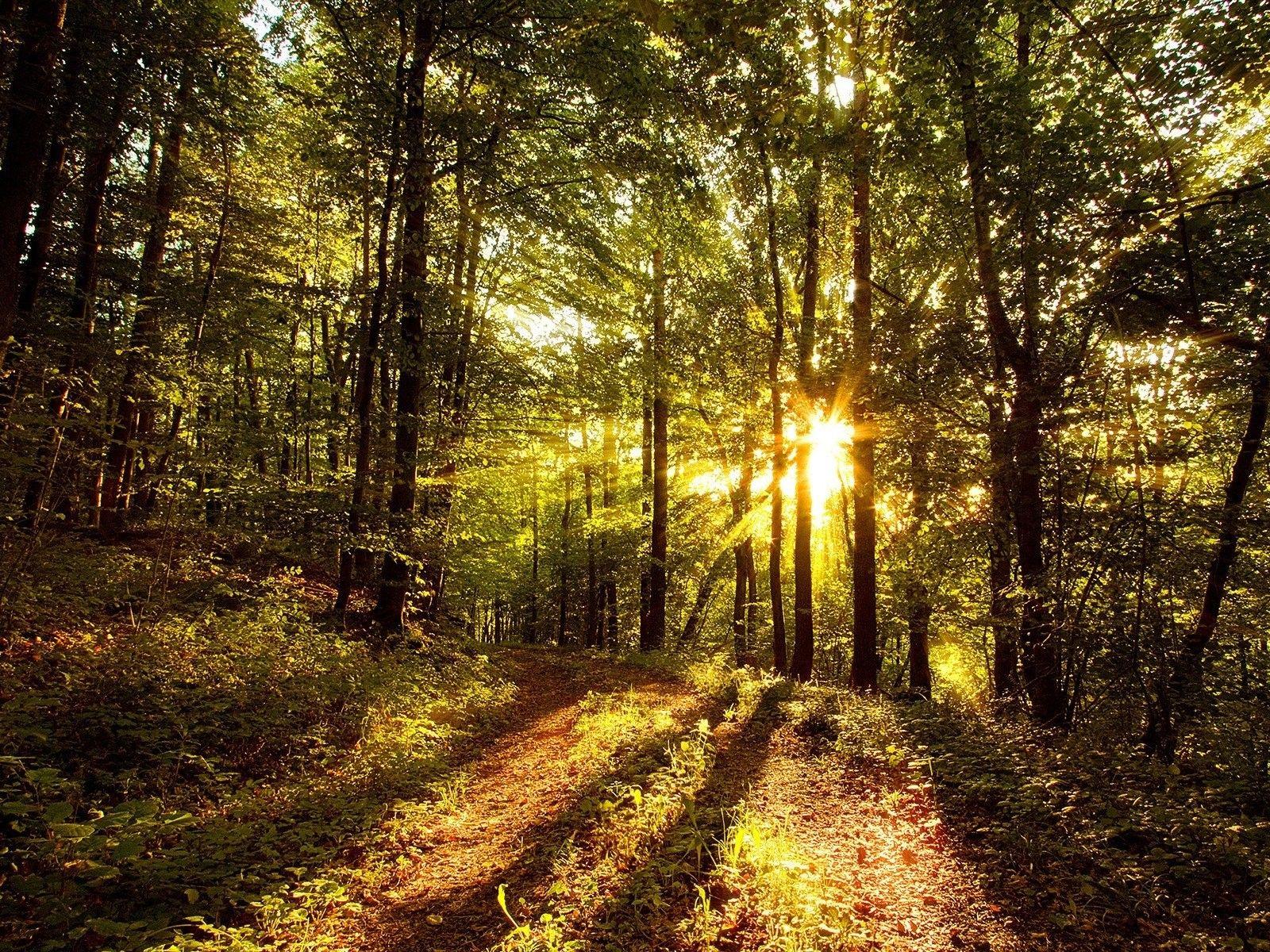 1600x1200 HD Wallpaper, Free , Desktop Wallpaper, Green, Forests, Trees, nature, Beautiful Nature Sunlight, Ultra HD