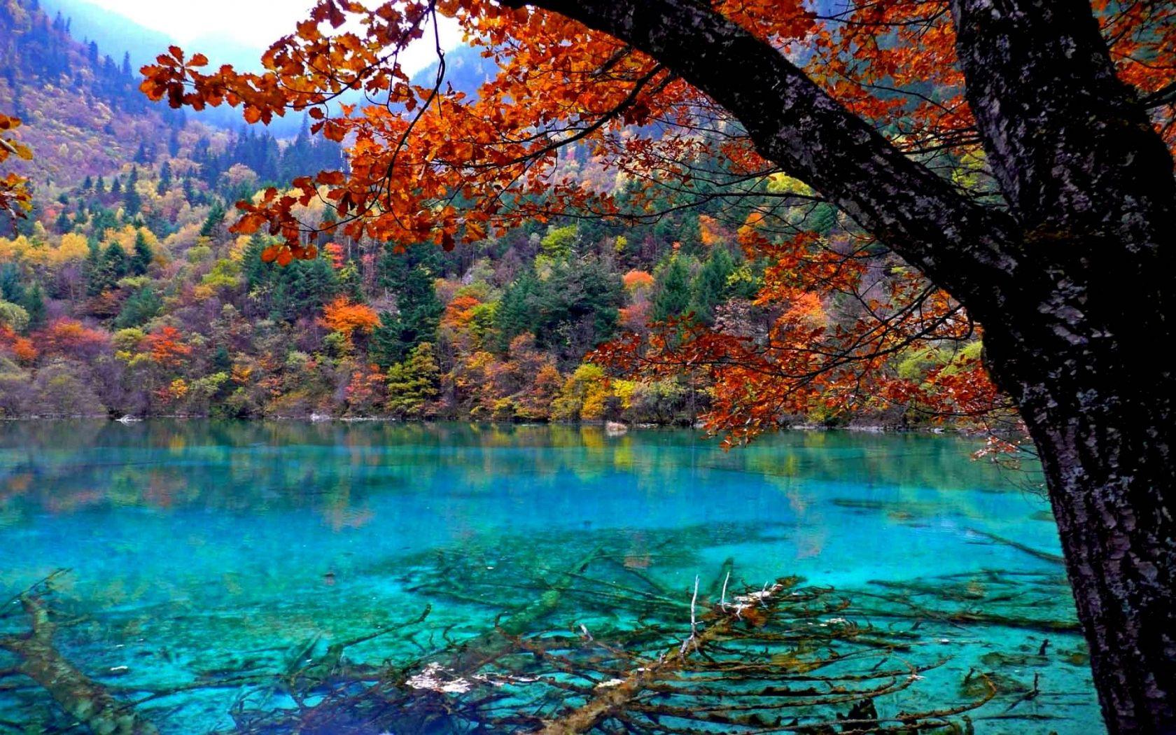 1680x1050 Free download Beautiful Forest Wallpaper [1920x1200] for your Desktop, Mobile & Tablet. Explore Beautiful Forest Wallpaper. Forest Desktop Wallpaper, Forest Scenery Wallpaper