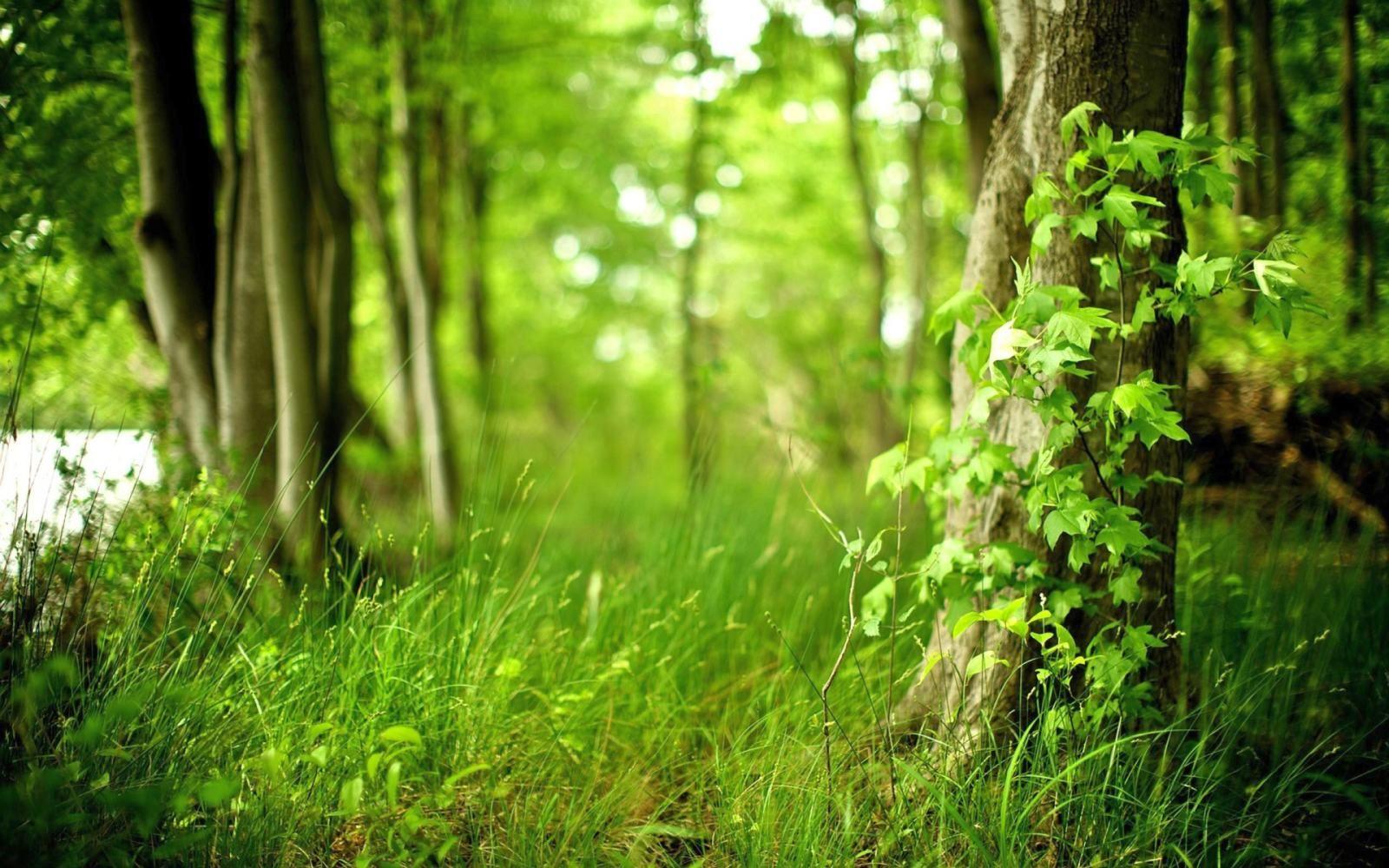 1600x1000 Free download Green Forest HD Wallpaper Daily Background in HD [1600x1000] for your Desktop, Mobile & Tablet. Explore Beautiful Forest Wallpaper. Forest Desktop Wallpaper, Forest Scenery Wallpaper