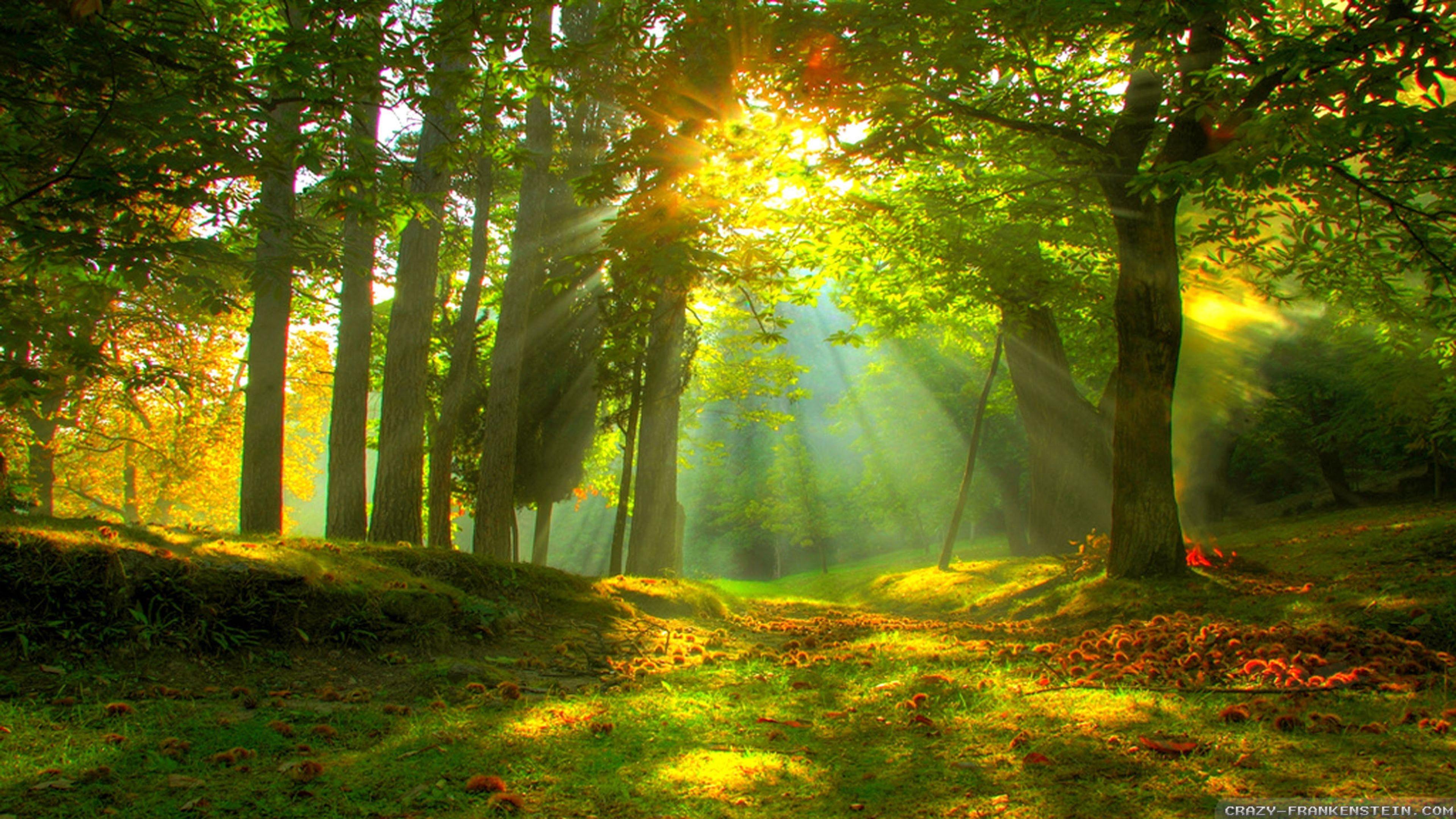 Beautiful Forest Desktop Wallpapers - Top Free Beautiful Forest Desktop ...