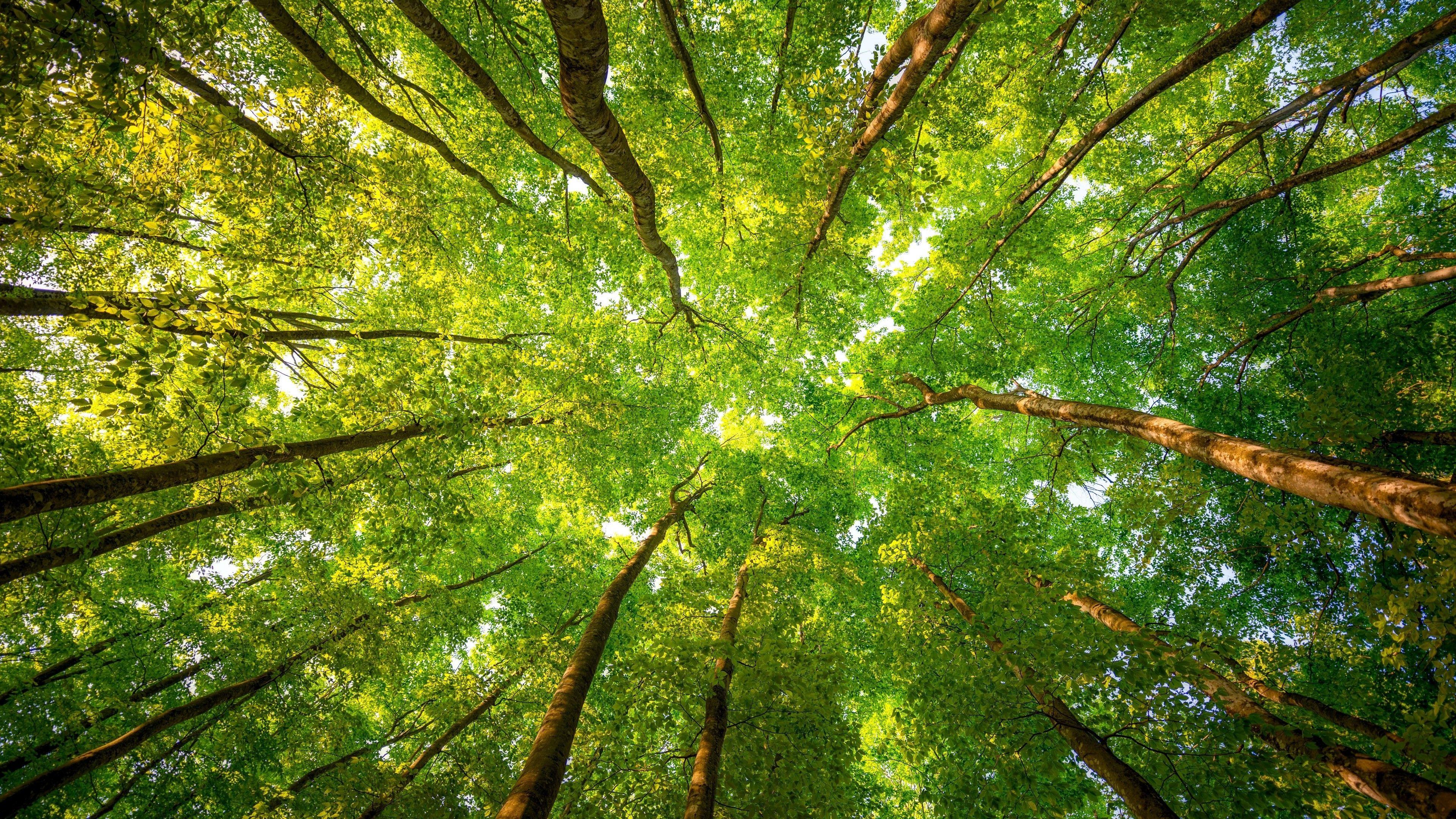 3840x2160 Forest Desktop Background