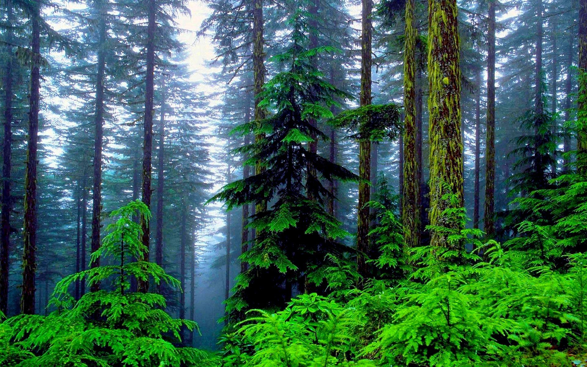 1920x1200 Beautiful Forest Wallpaper HD