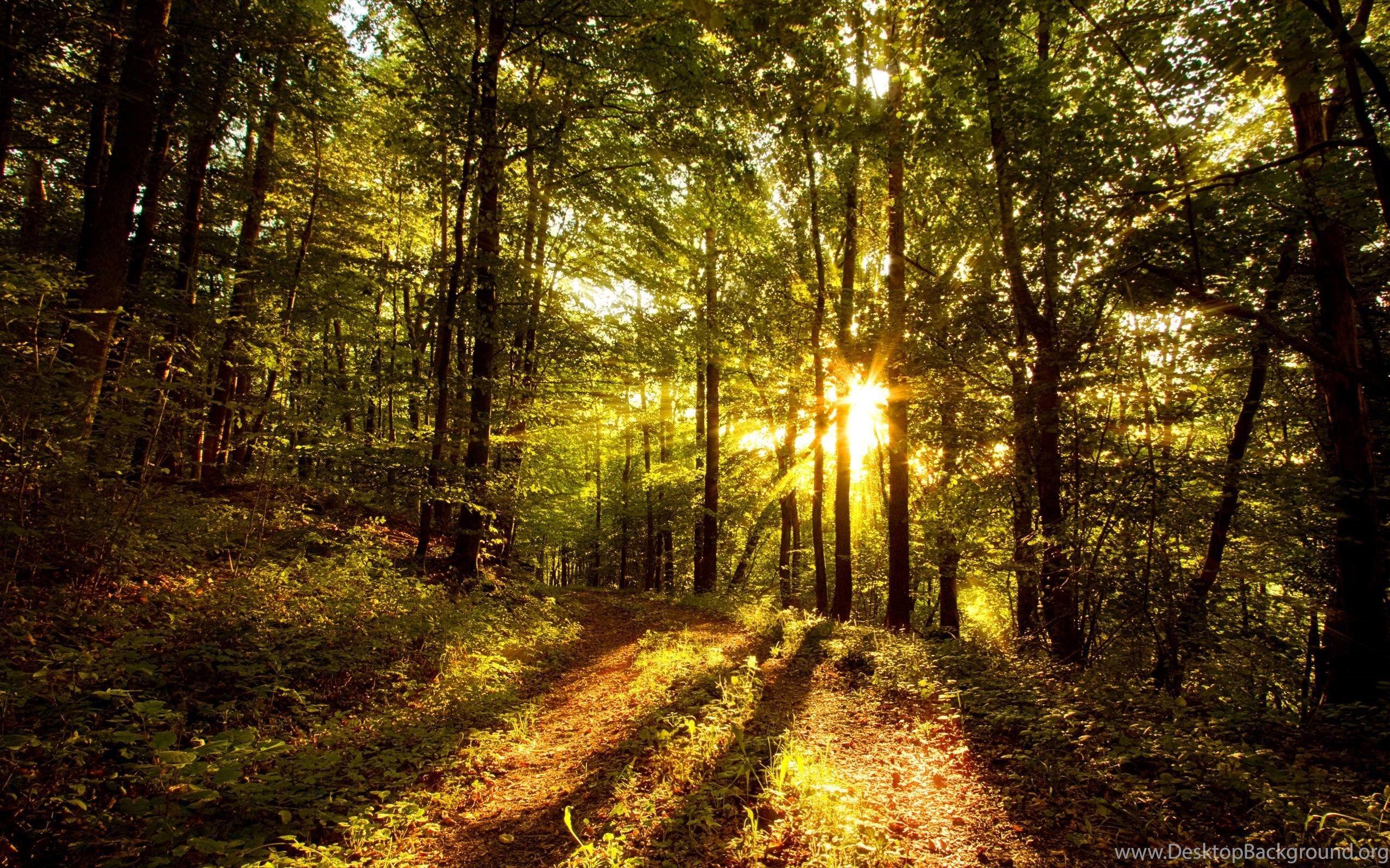 2560x1600 Beautiful Forest HD Wallpaper