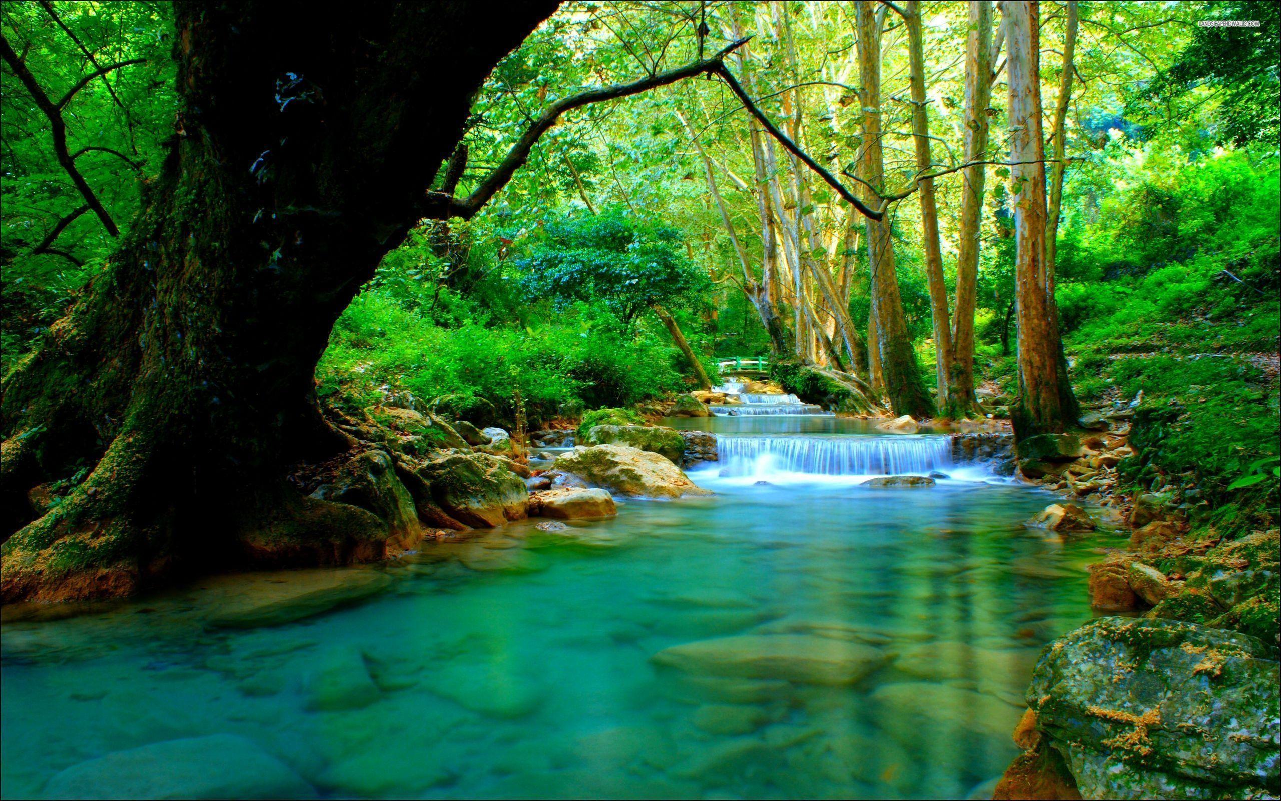 2560x1600 Beautiful Forest Background