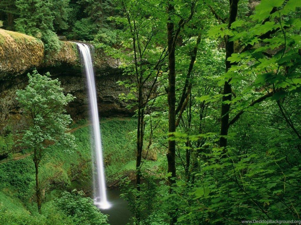 1024x768 Beautiful Forest Wallpaper HD Wallpaper Lovely Desktop Background