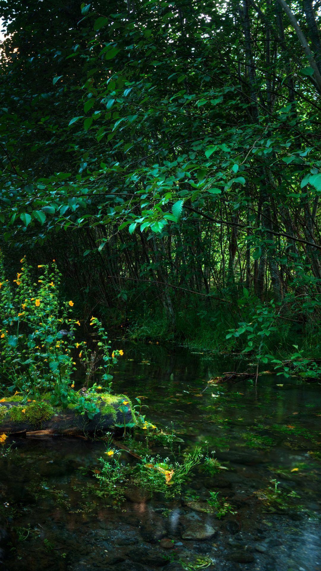 Beautiful Forest Phone Wallpapers - Top Free Beautiful Forest Phone