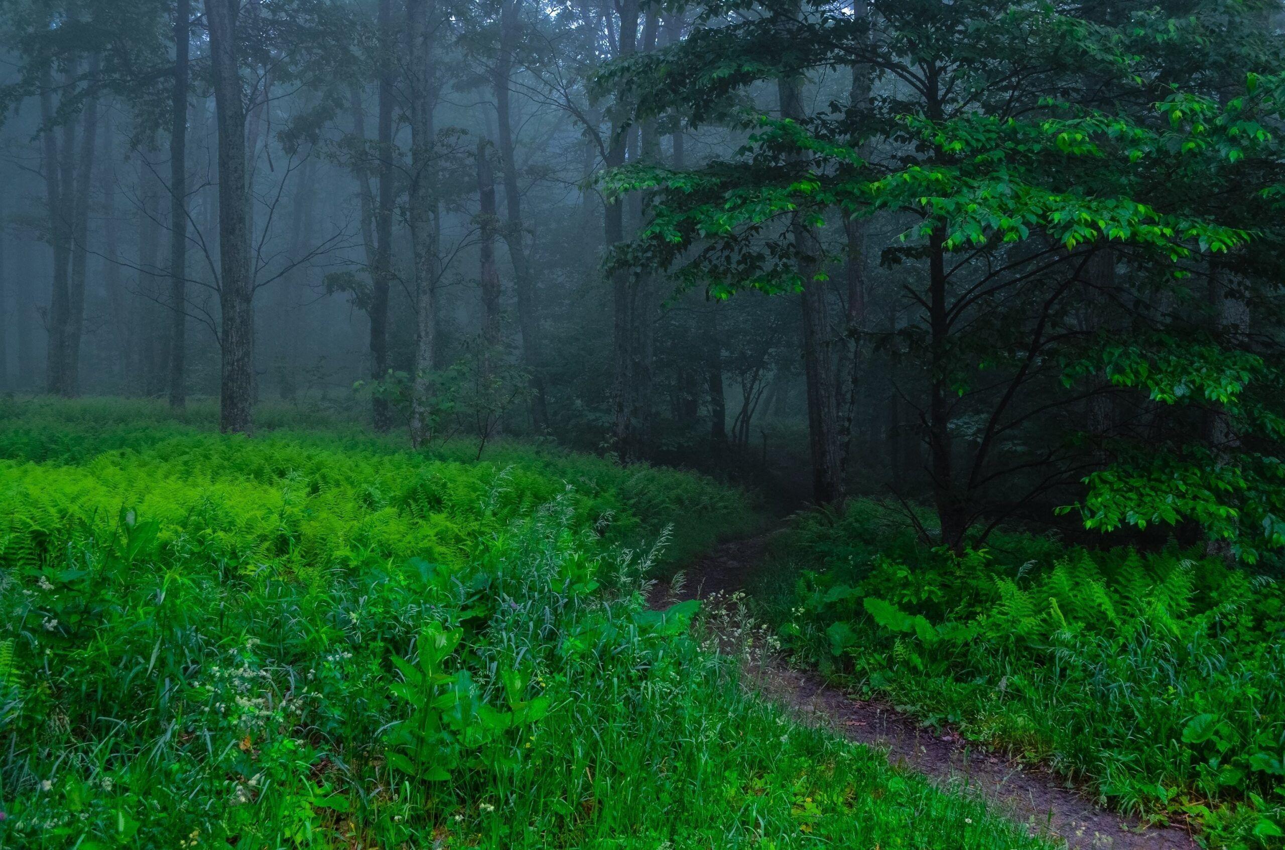 2560x1695 Beautiful Nature, Wallpaper For Smart Pnone, Nature, Desktop Wallpaper, Free Image, Trees, Fog, forest, Green Path, download HD Wallpaper