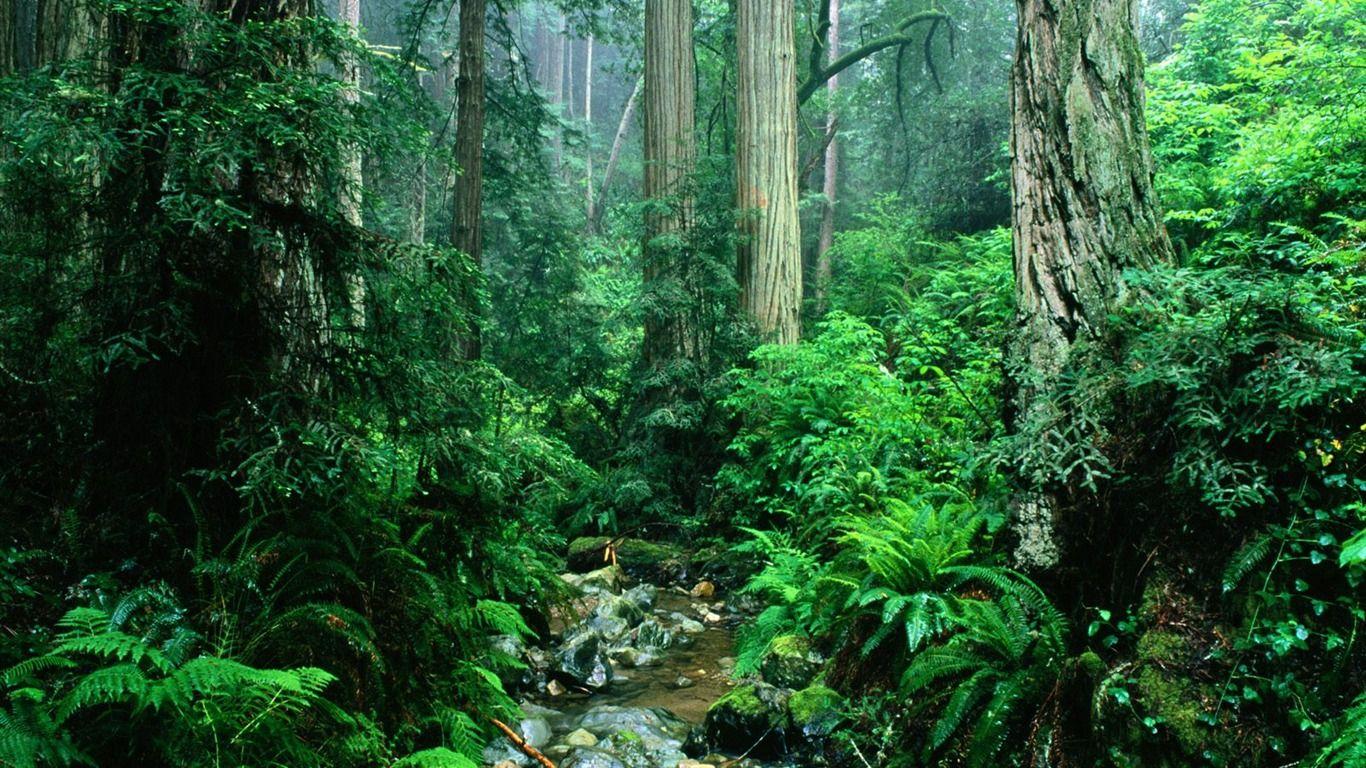 1366x768 Forest Desktop Wallpaper Kecbio