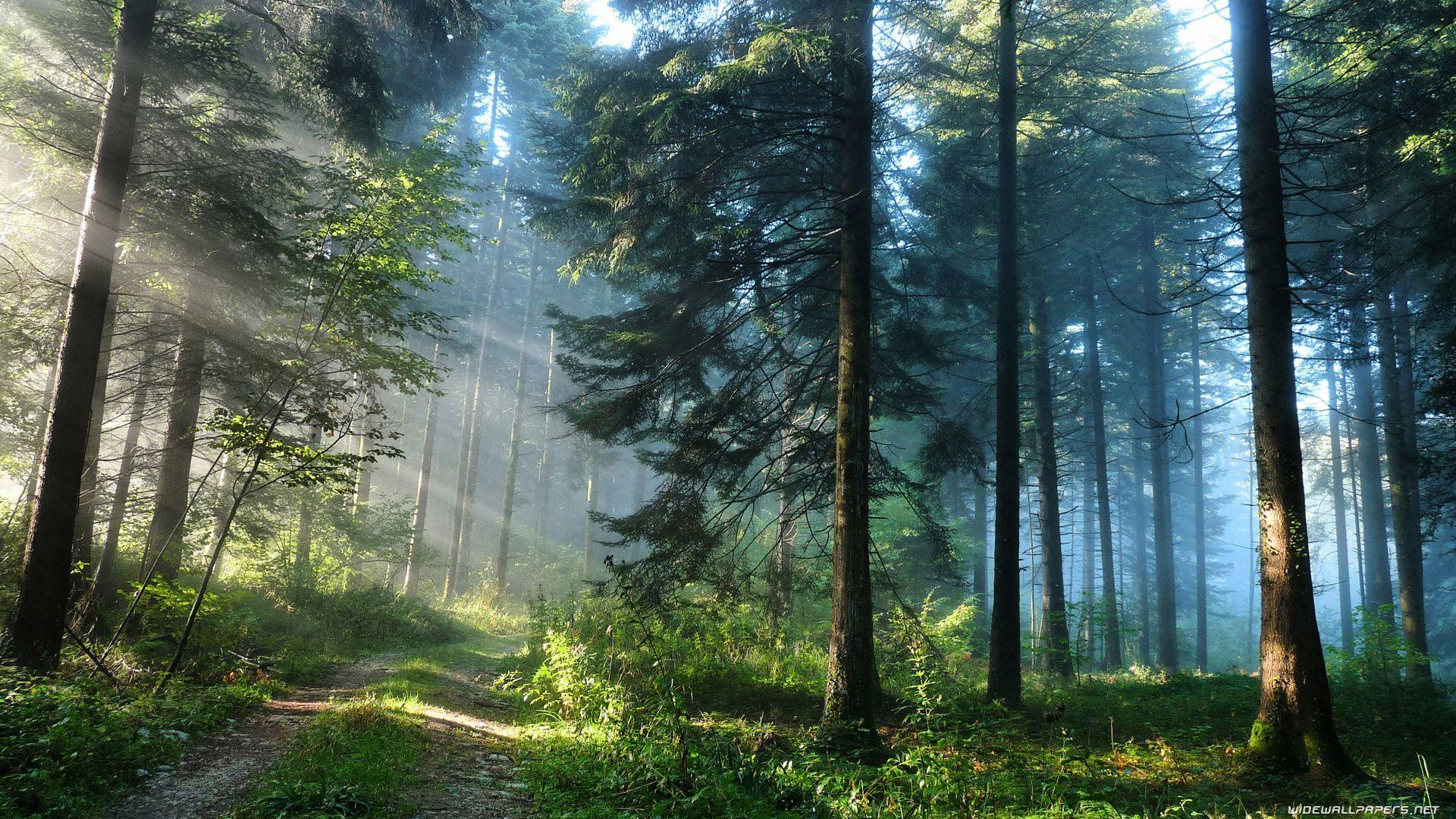 1920x1080 Forest desktop wallpaper HD and wide wallpaper