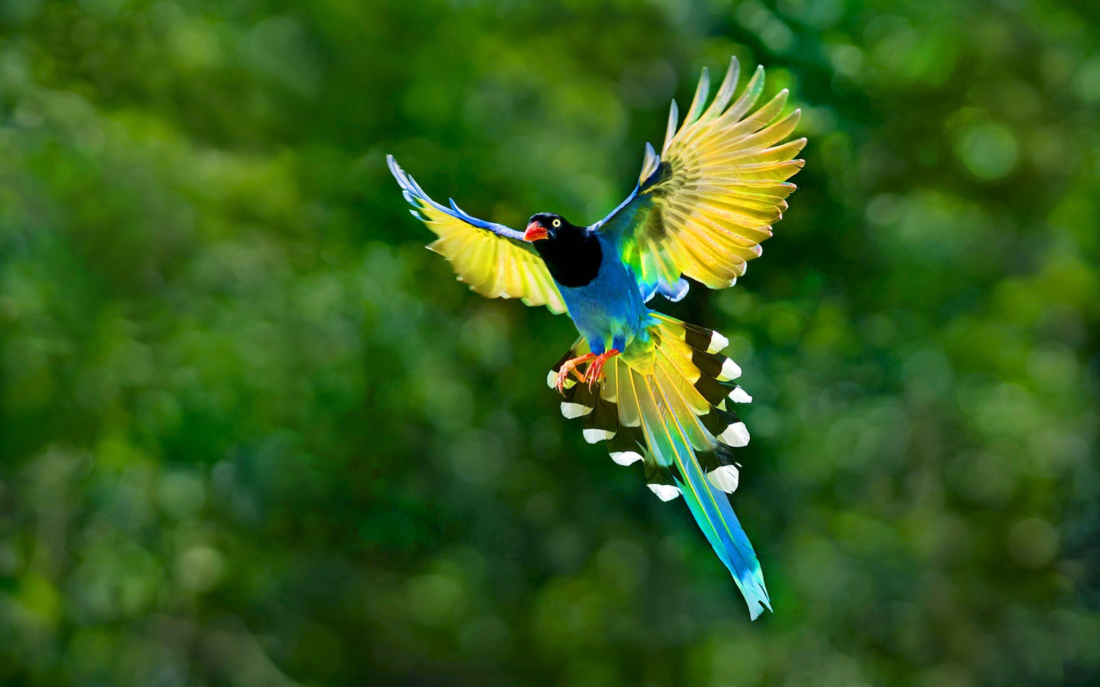 3840x2400 Flying Birds Of Paradise HD Wallpaper