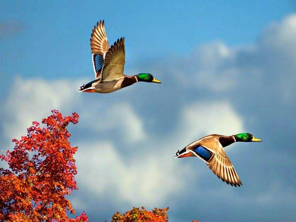 1024x768 Wallpaper Beautiful Flying Birds Image