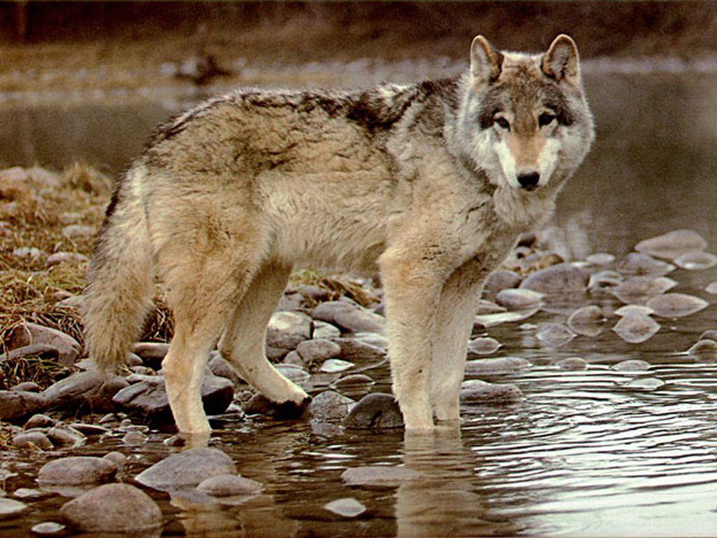 1024x768 Timber Wolf Wallpaper