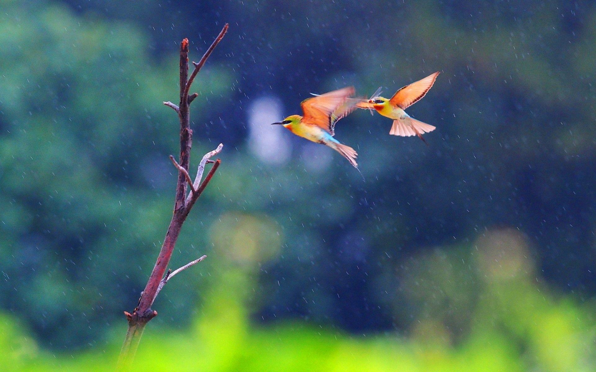 1920x1200 Two Birds Wallpaper