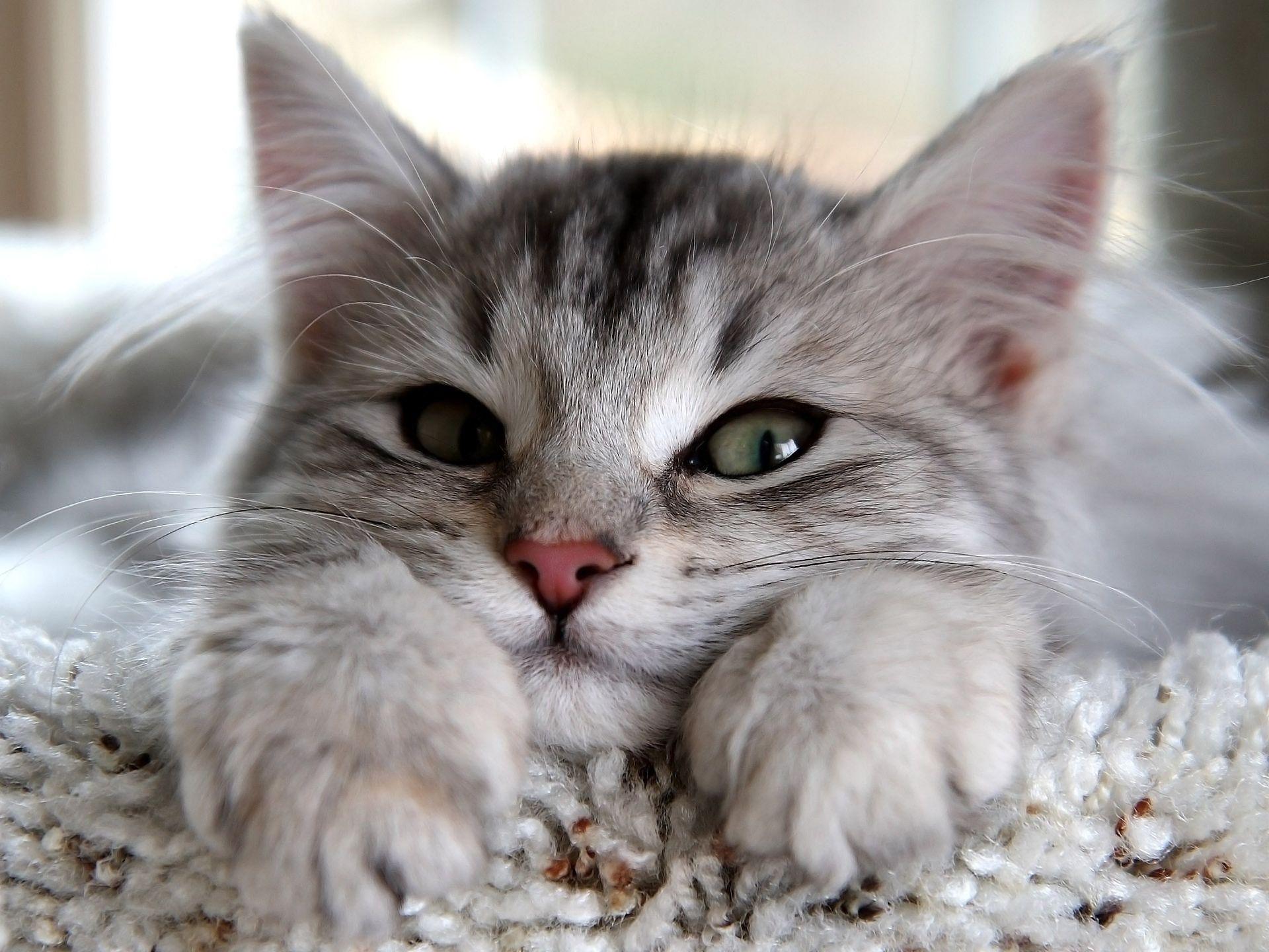 1920x1440 Cat Desktop Wallpaper Free On Latorocom Forest Cat Wallpaper HD HD Wallpaper