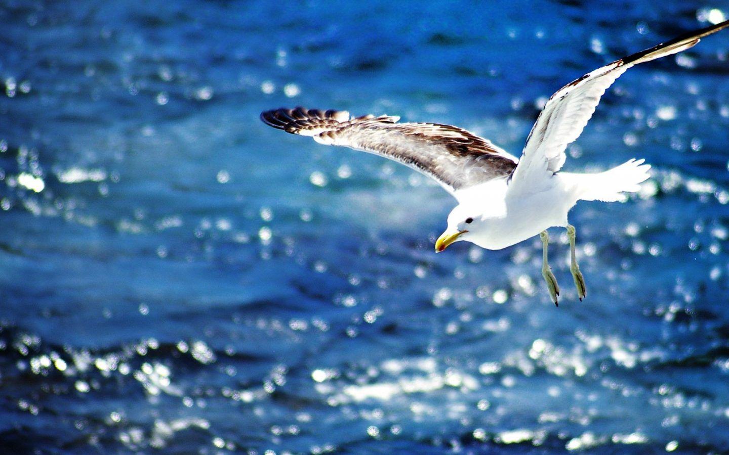 1440x900 Seagulls Fly Over The Blue Sea Wallpaper HD :