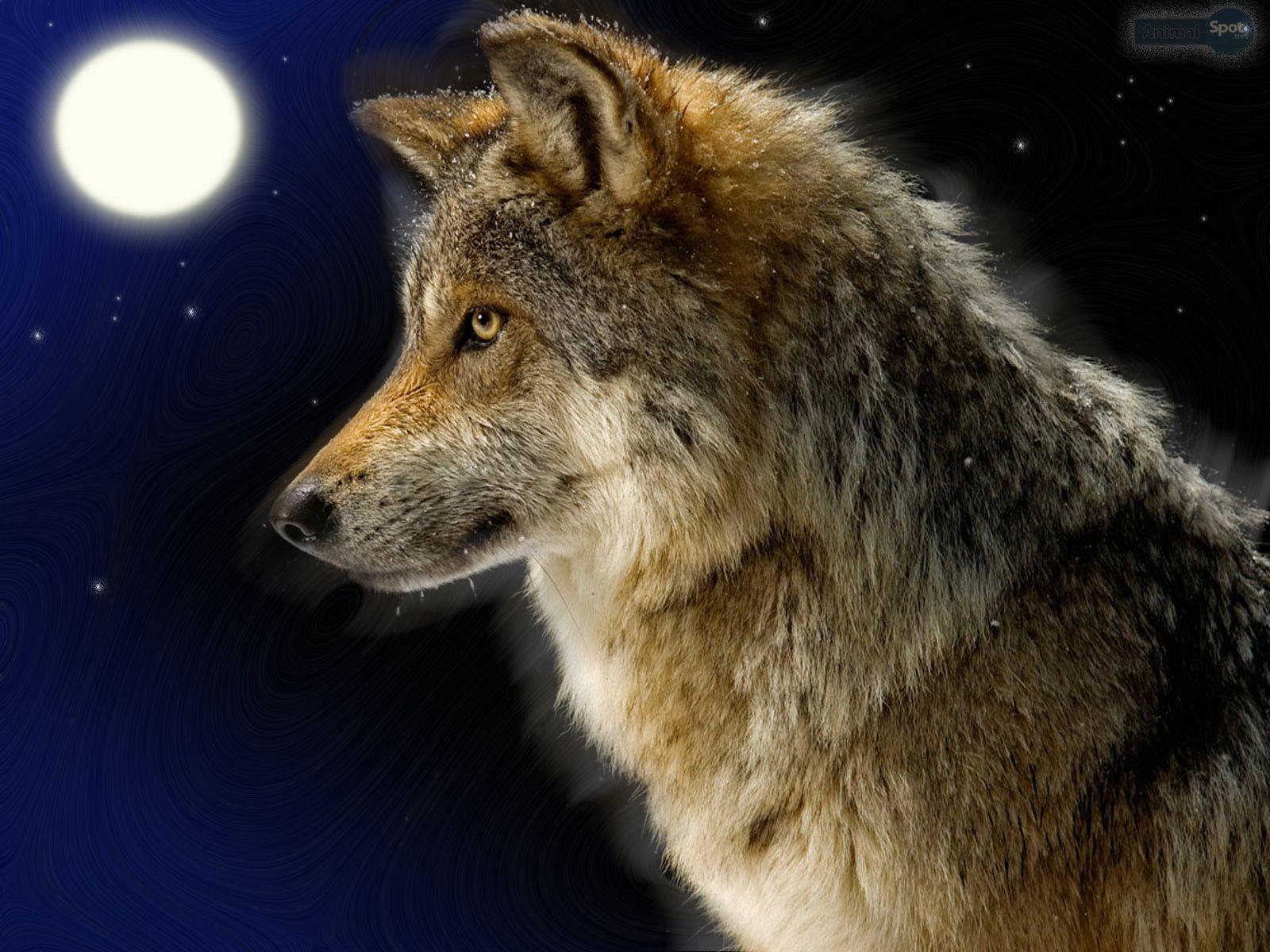 1600x1200 Wolf Wallpaper
