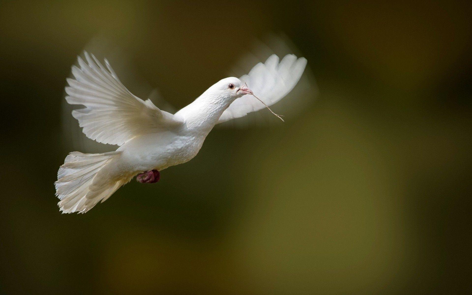 1920x1200 Beautiful Pigeons Wallpaper Group سپتامبر روز جهانی صلح HD Wallpaper