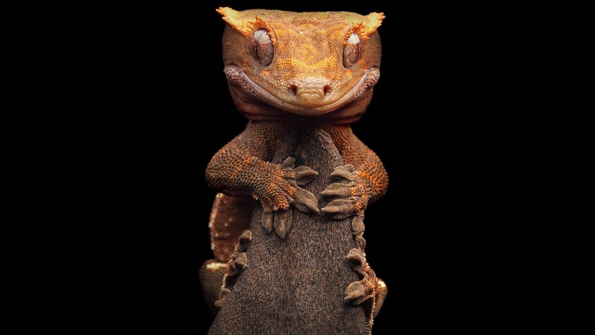 Crested Gecko Wallpapers Top Free Crested Gecko Backgrounds