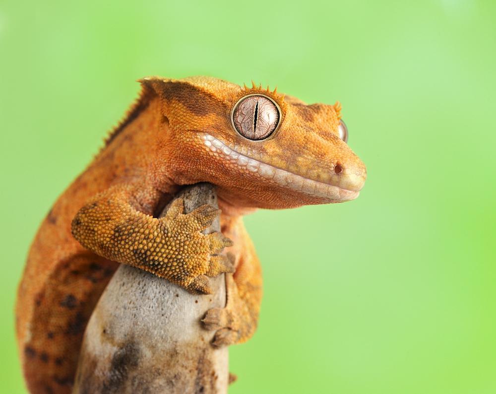 1000x794 Crested Gecko Wallpaper