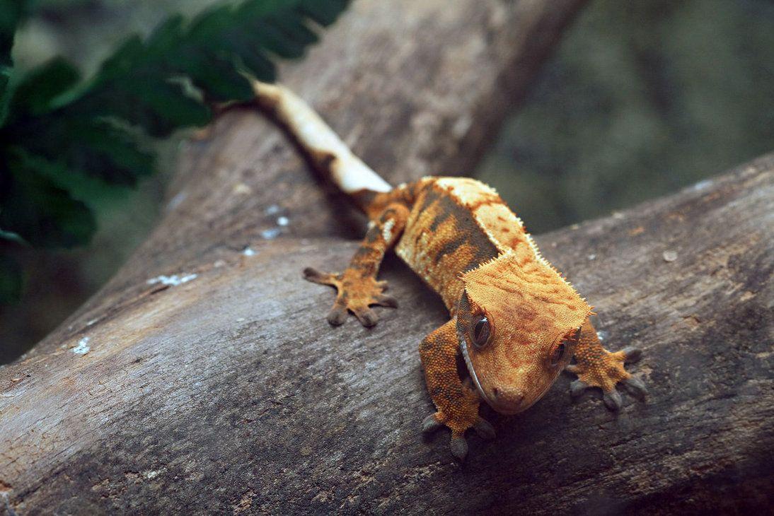 1094x730 Free download Crested Gecko HD Wallpaper Background Image [1094x730] for your Desktop, Mobile & Tablet. Explore Gecko Wallpaper. Gecko Wallpaper, Gecko Wallpaper, Leopard Gecko Wallpaper