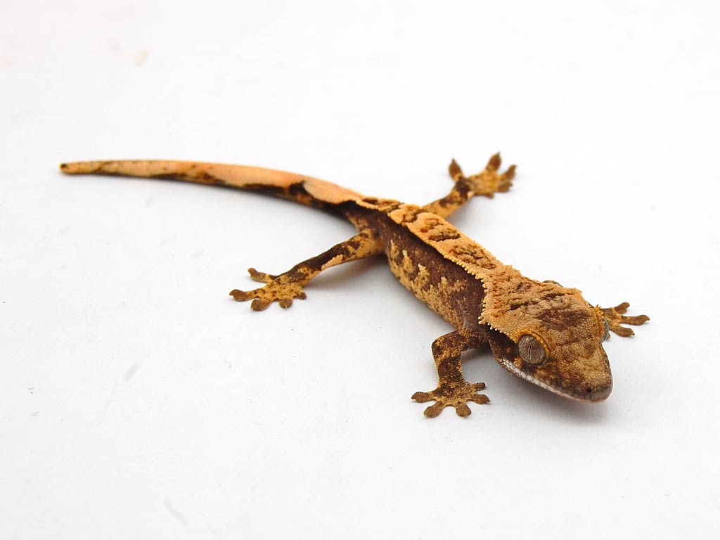 1024x768 Free Gecko Wallpaper Download Background Crested Gecko Png