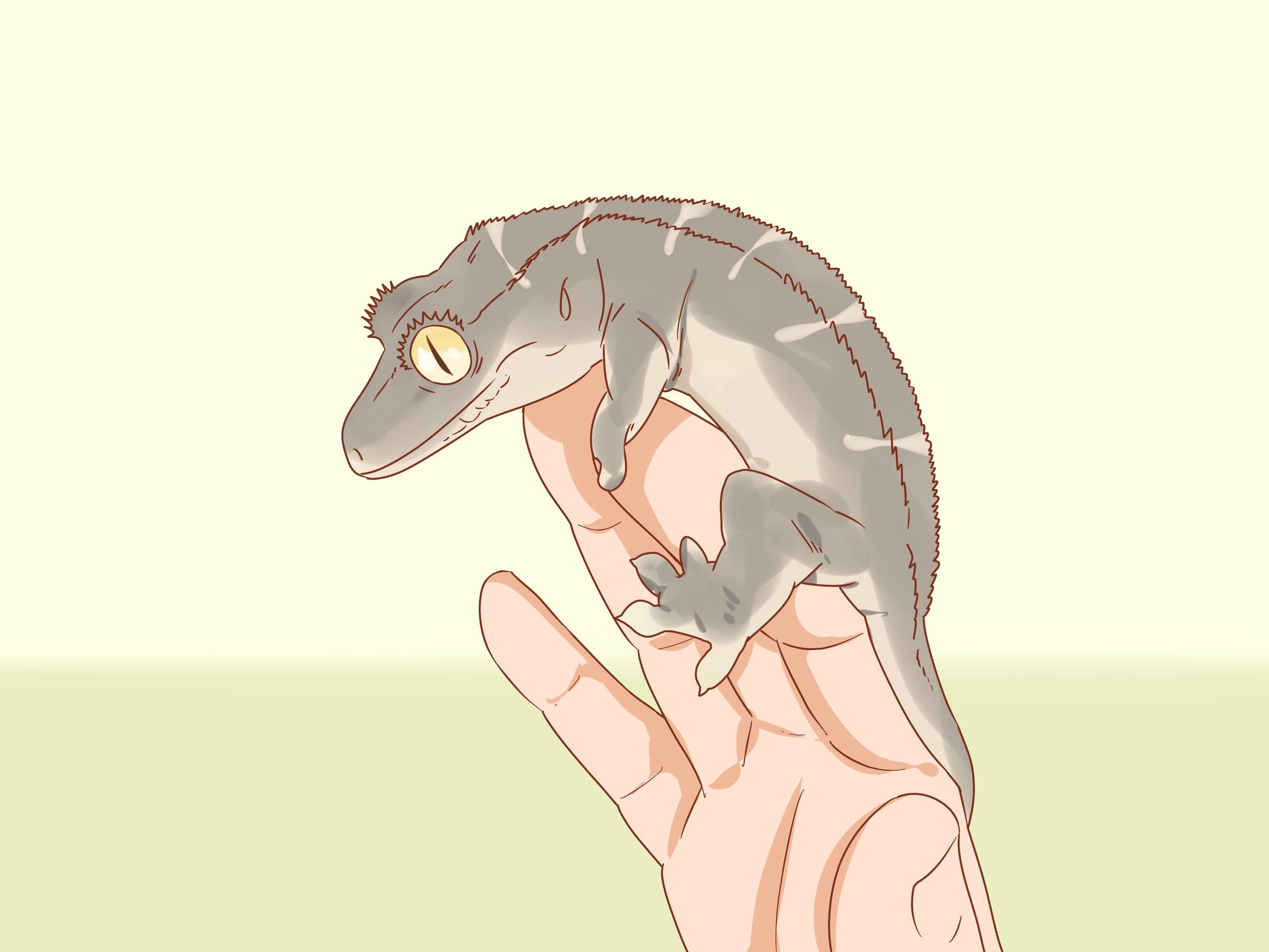 3200x2400 How to Care for a Crested Gecko: 15 Steps (with Picture)
