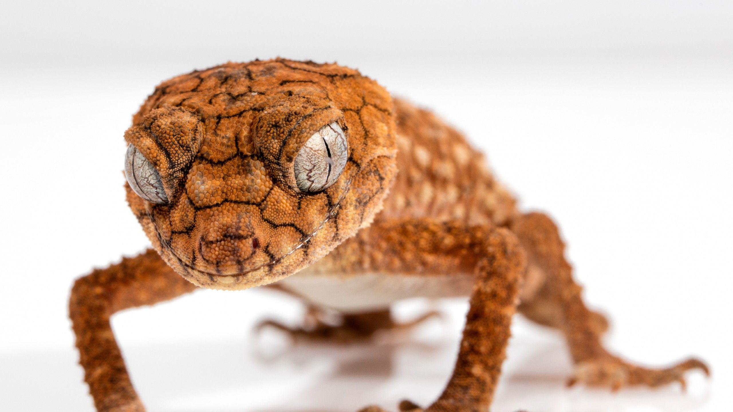 2560x1440 Wallpaper Gecko, Caledonian Crested Gecko, Reptile, Lizard, Close Up, Eyes, Animals, Animals