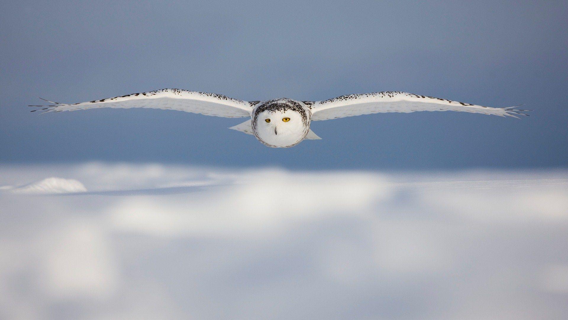 1920x1080 Beautiful Bird White Owl Flight Snow Winter