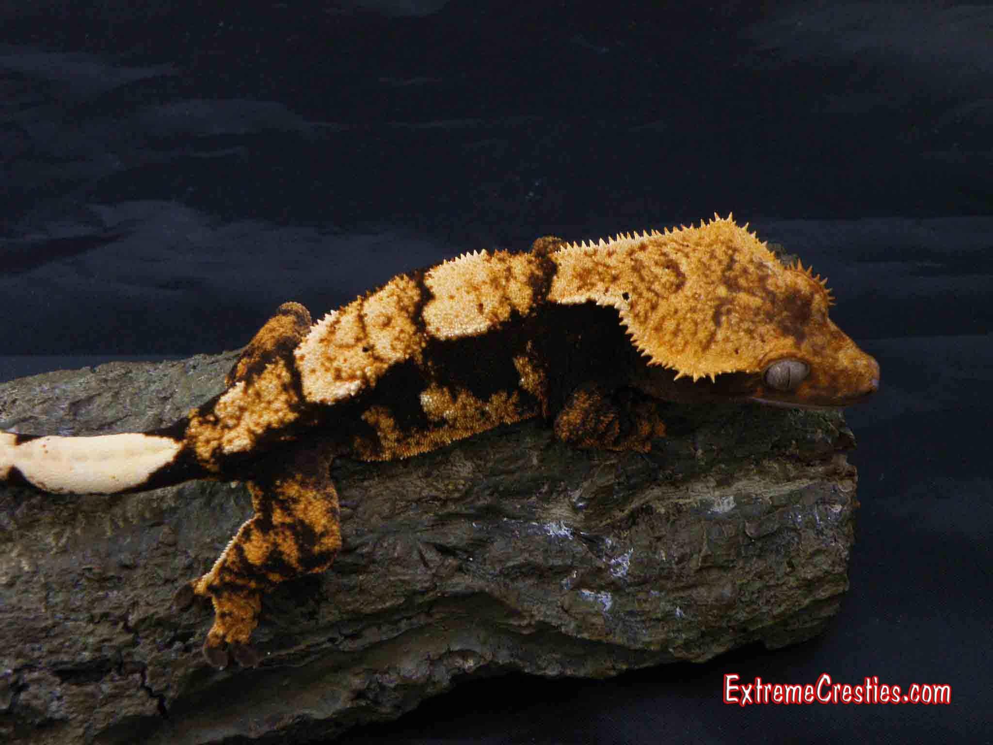 2048x1536 Free download Crested Gecko Wallpaper Recently sold crested geckos [2048x1536] for your Desktop, Mobile & Tablet. Explore Crested Gecko Wallpaper. Leopard Gecko Wallpaper