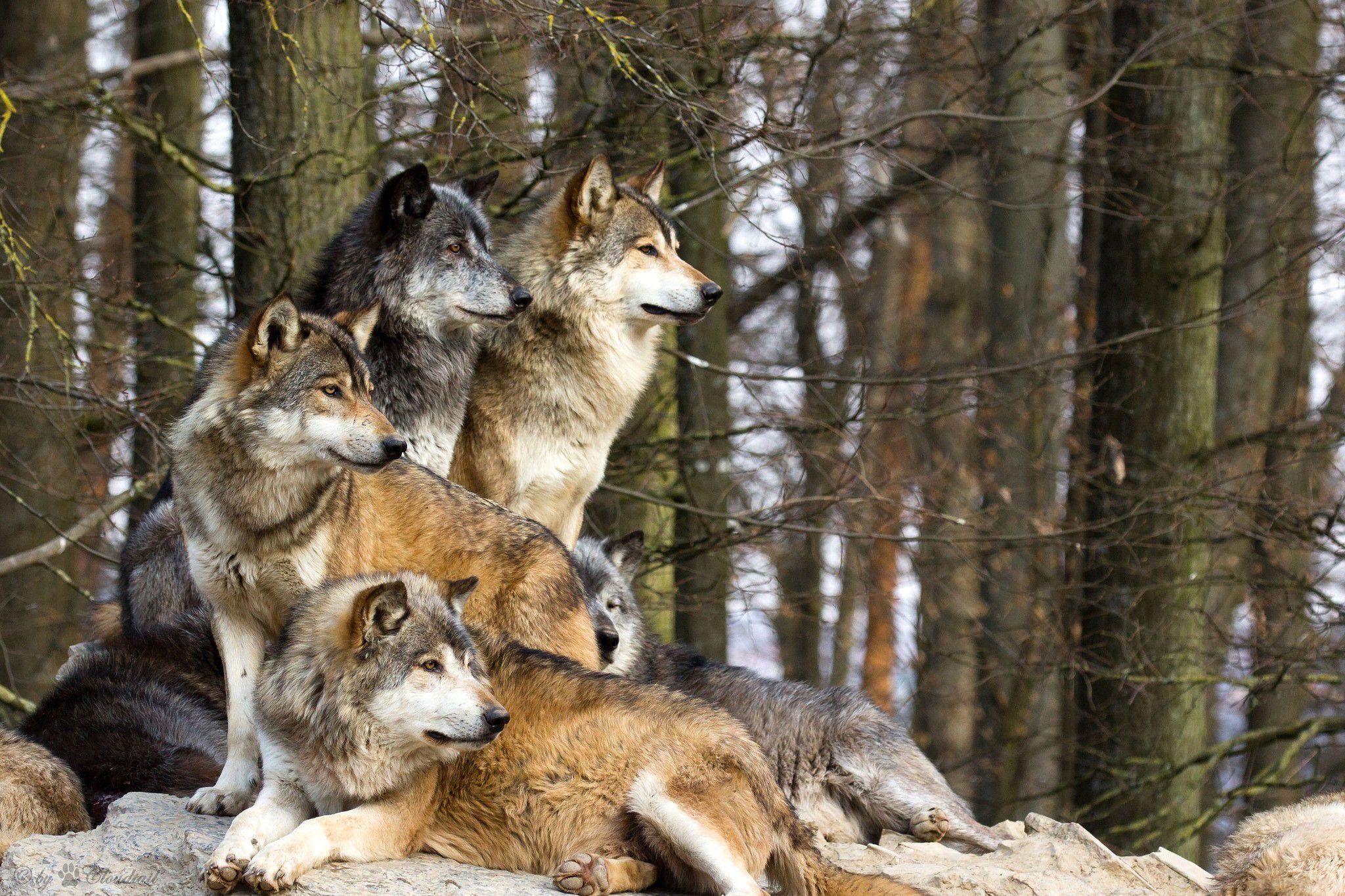2048x1365 Wolf Wallpaper Free Download