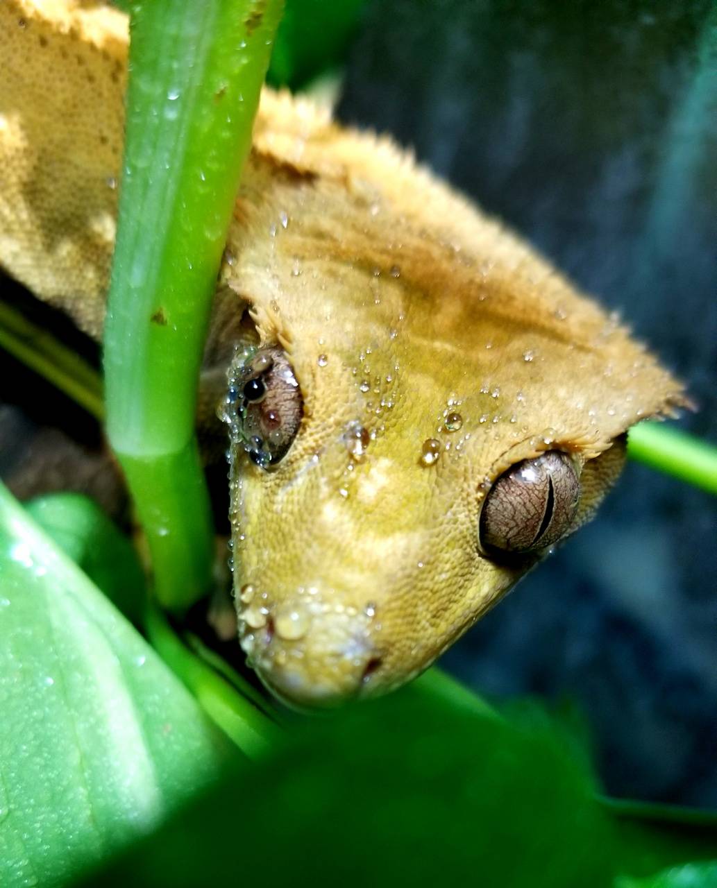 1033x1280 Peeping gecko wallpaper