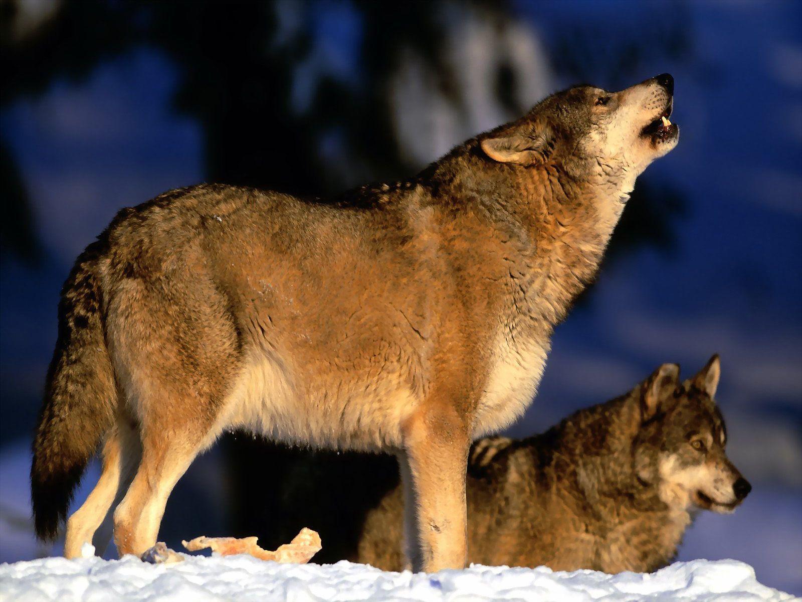 1600x1200 Kurtlar!. Wolf howling, Wolf photo, Wolf picture
